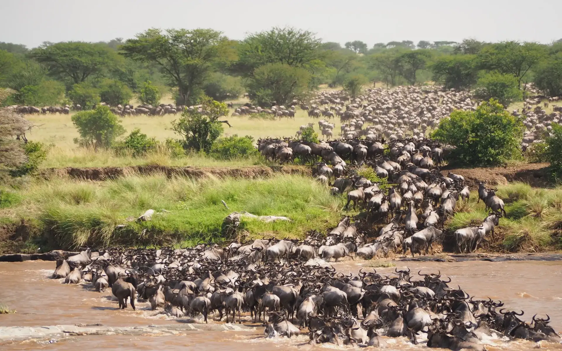 Tanzania Safari Tours