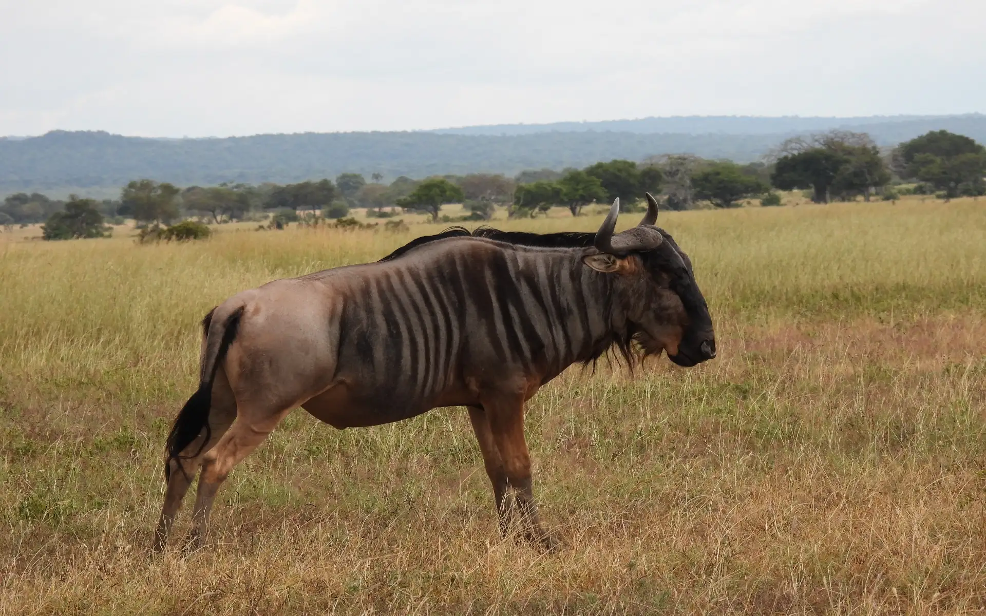 Antelopes of the Serengeti: A Field Guide for Safari-Goers