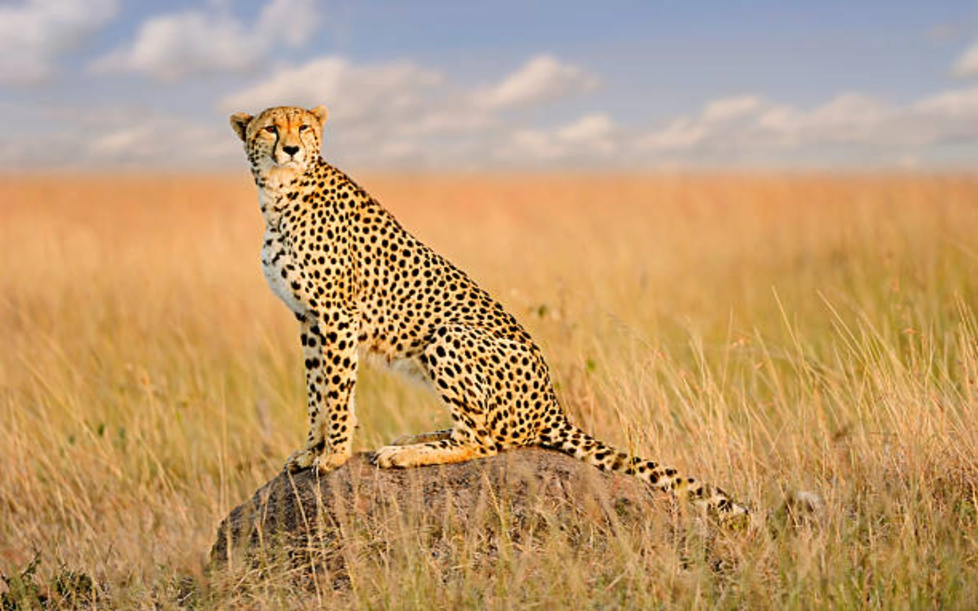 4-Days in Tarangire, Ngorongoro and Lake manyara