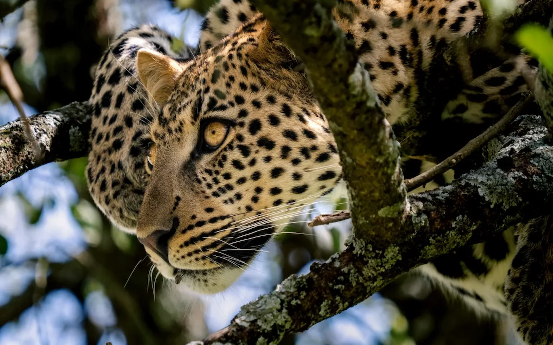 9 Days– Luxury Tarangire, Ngorongoro & Serengeti Safari