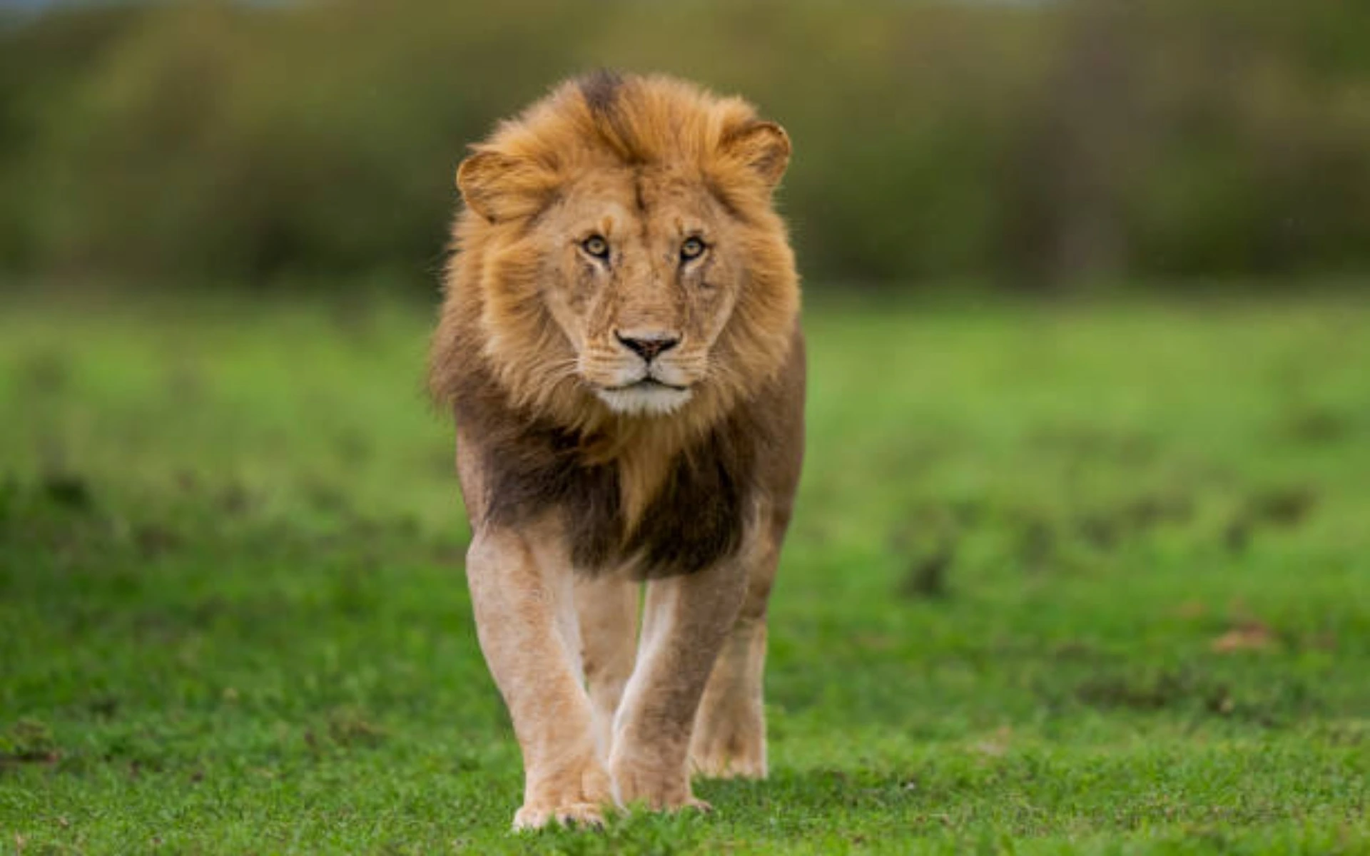Lion