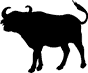 Buffalo