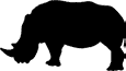 White rhinoceros