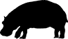 Hippopotamus