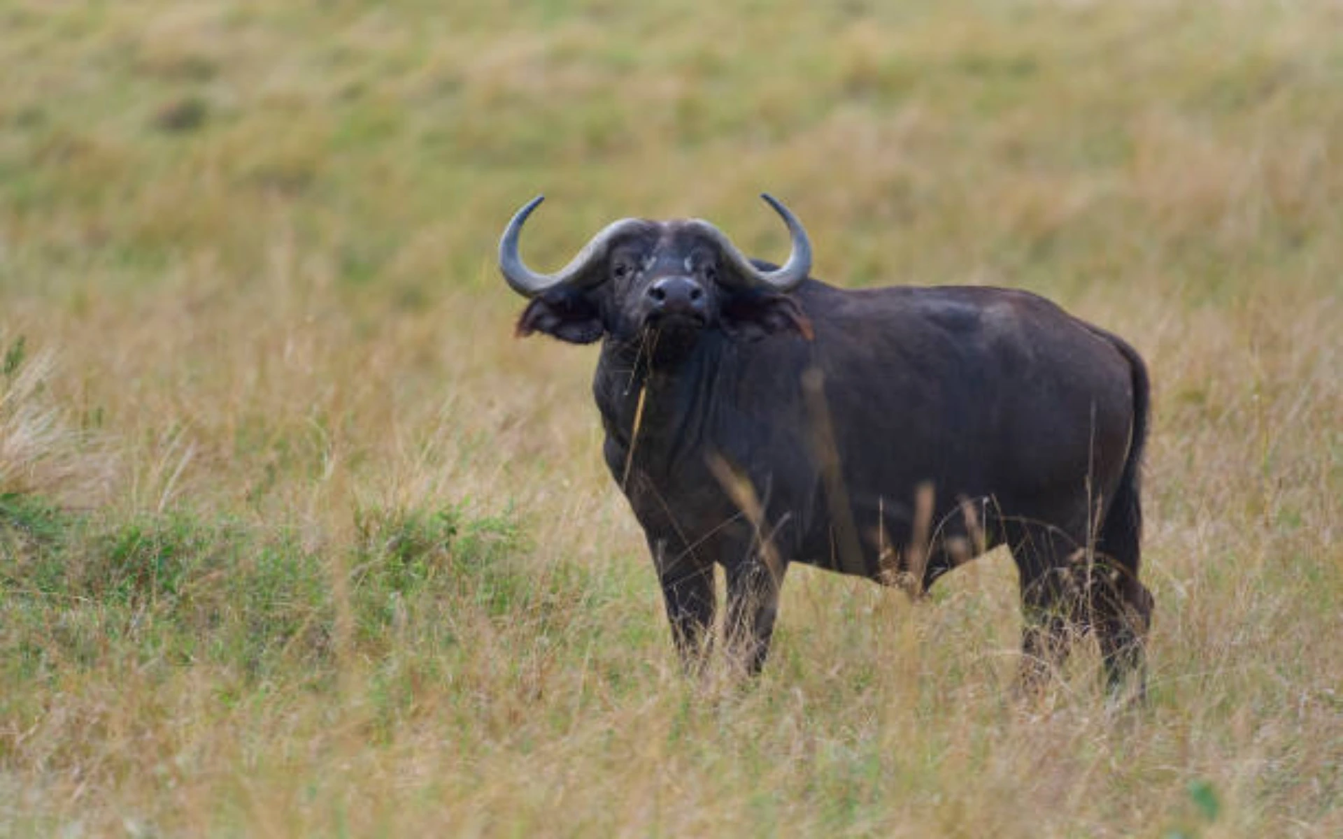Buffalo