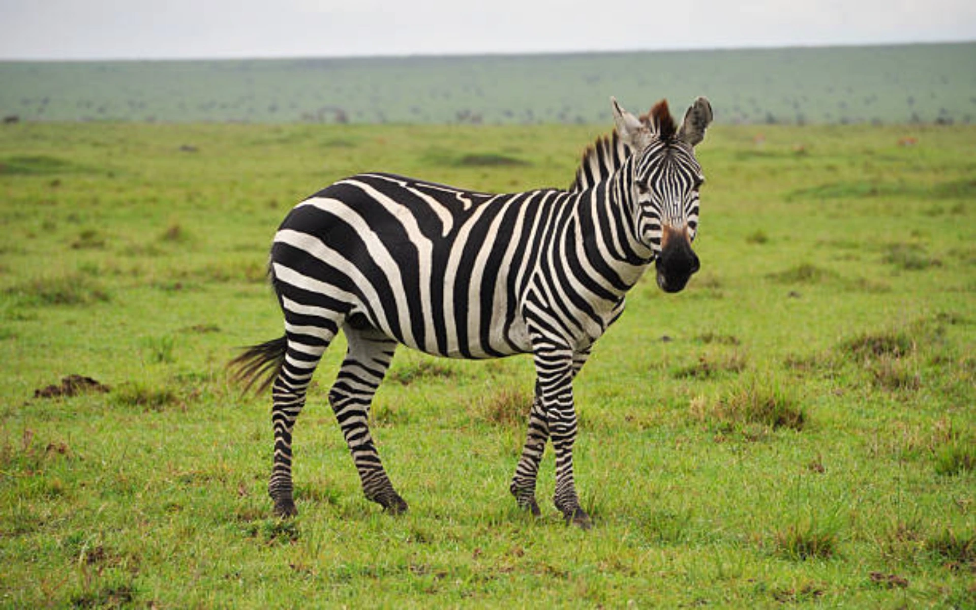 Zebra