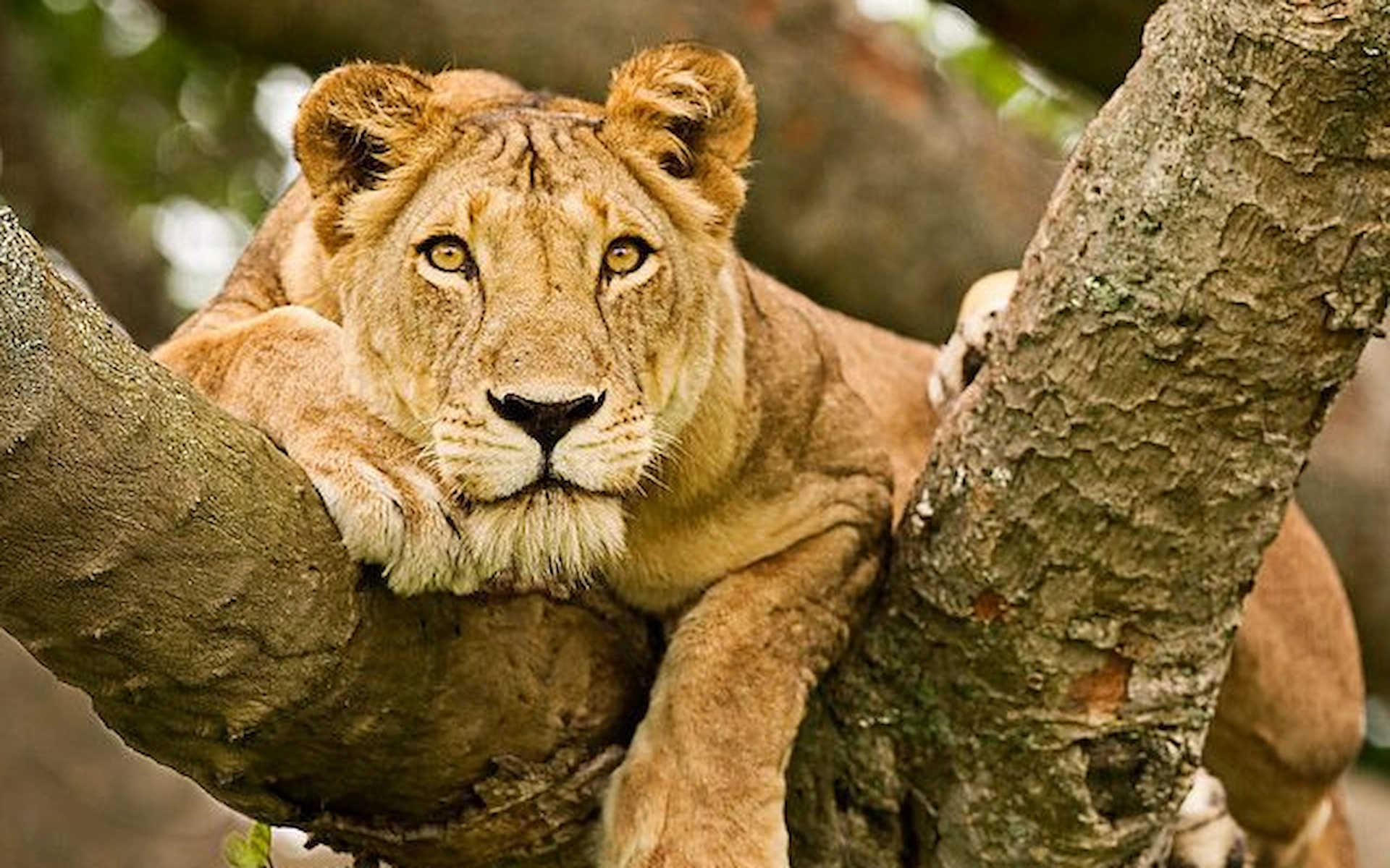 Queen Elizabeth National Park — photo 5