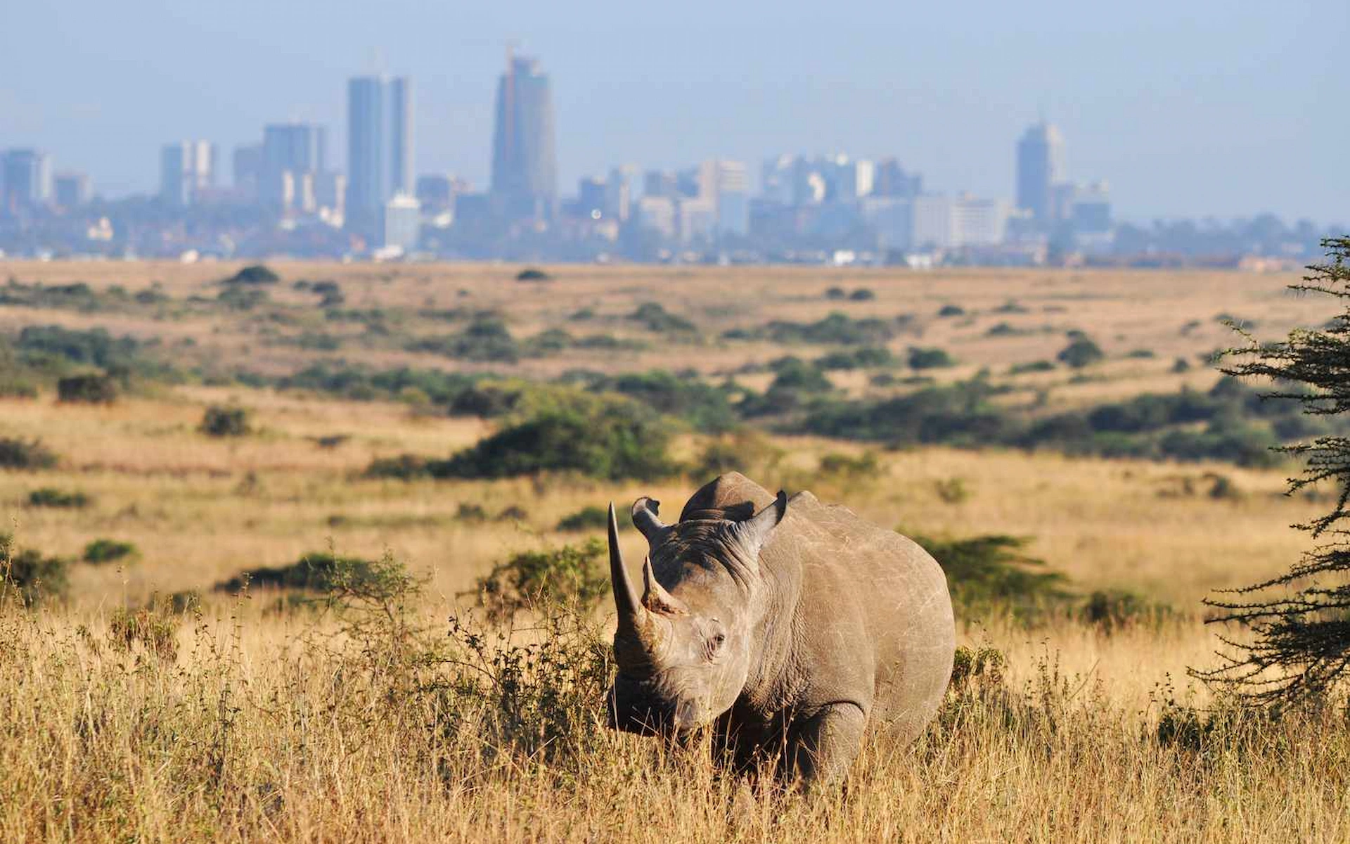 Nairobi National Park — photo 6