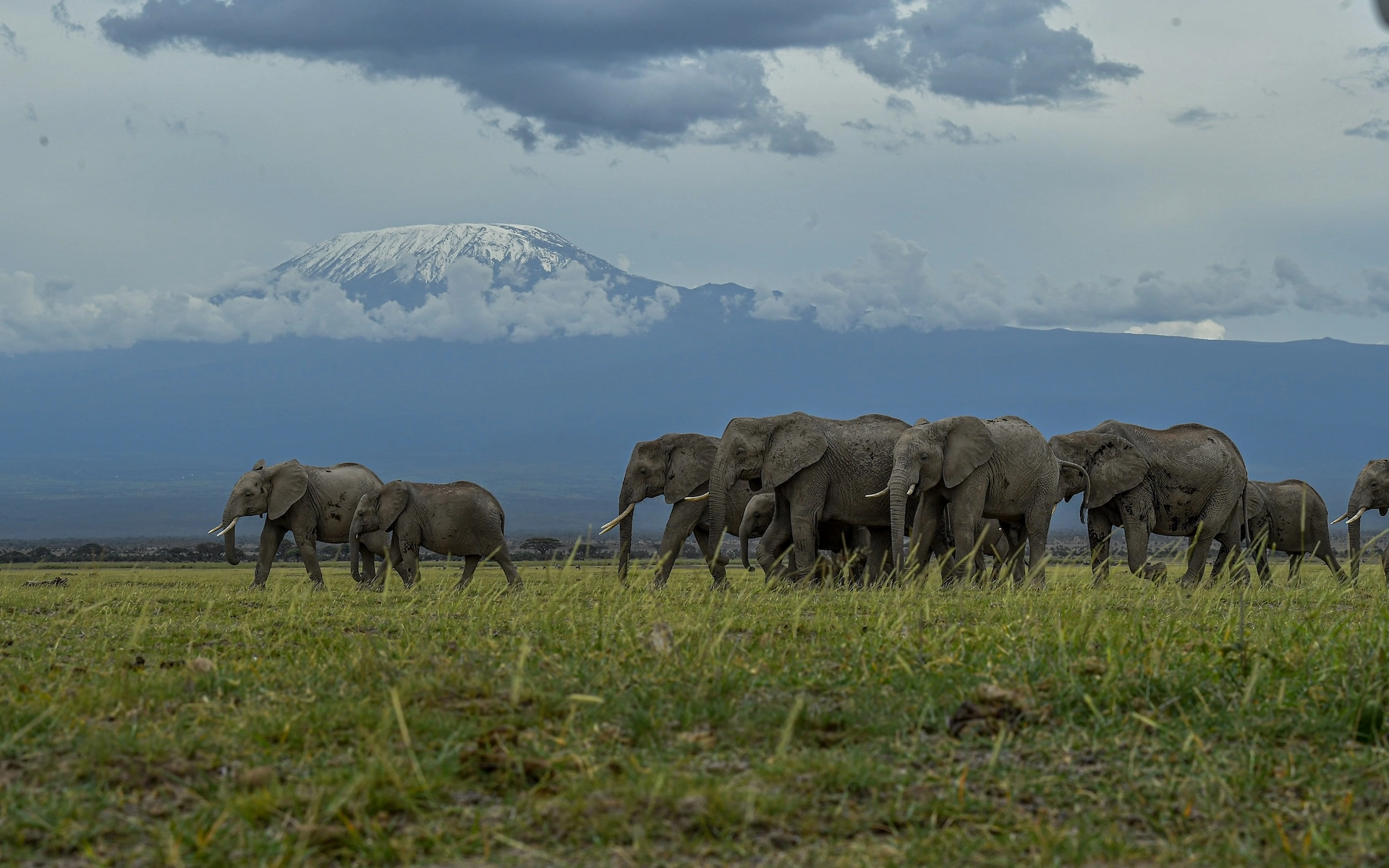 Amboseli National Park — photo 3