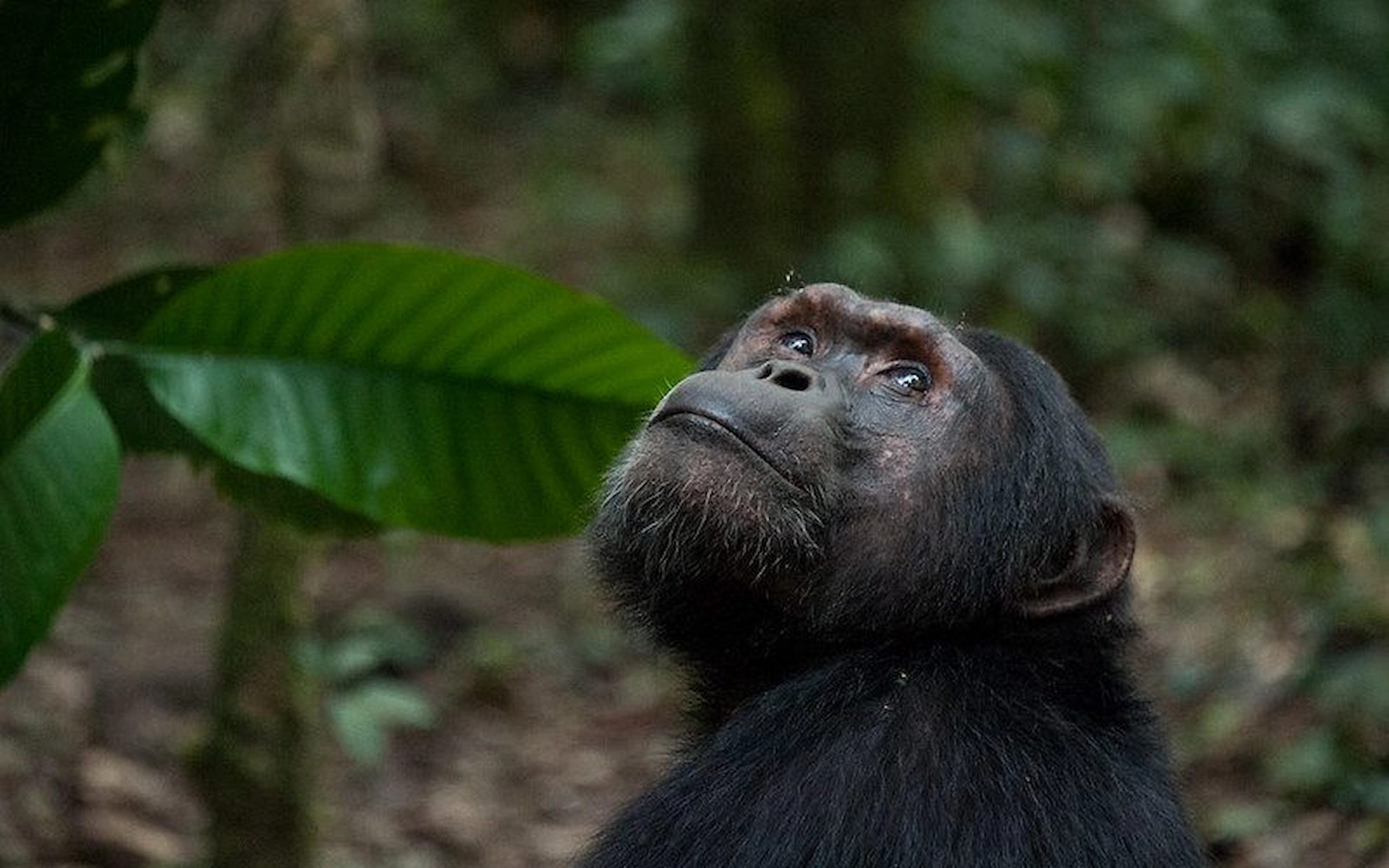 Kibale National Park (Chimps) — photo 1
