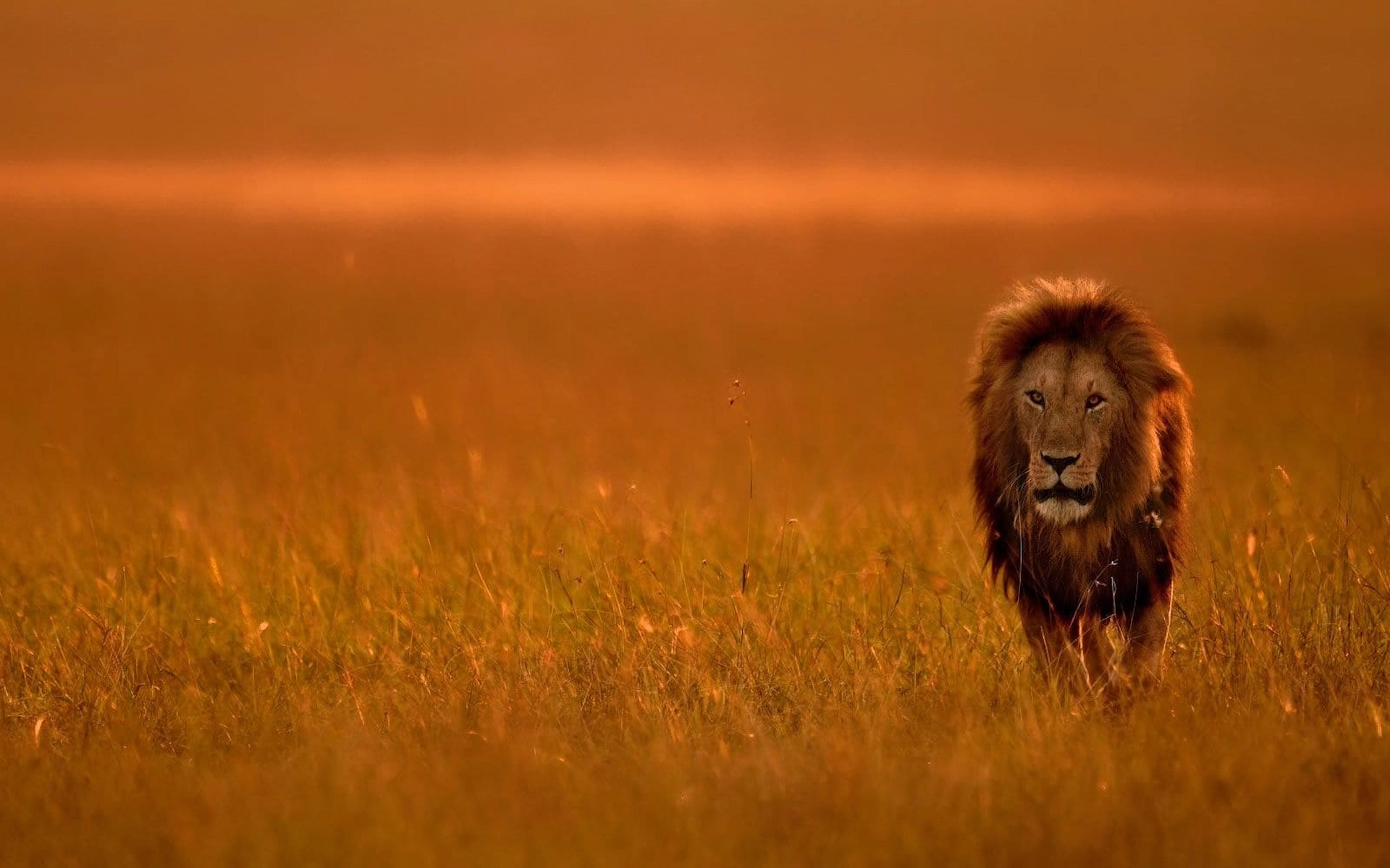 Maasai Mara National Reserve  — photo 8
