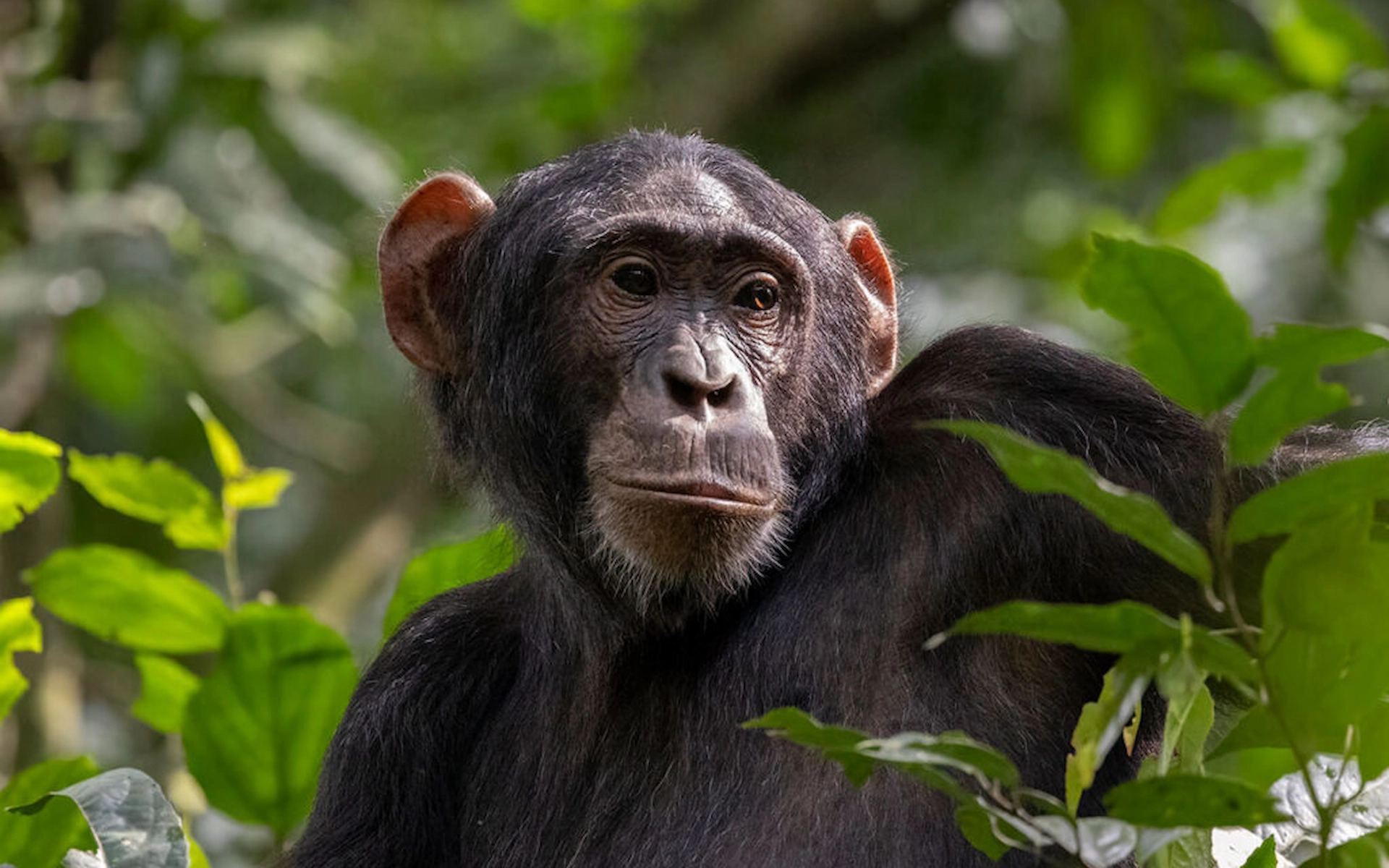  Kibale National Park — photo 3