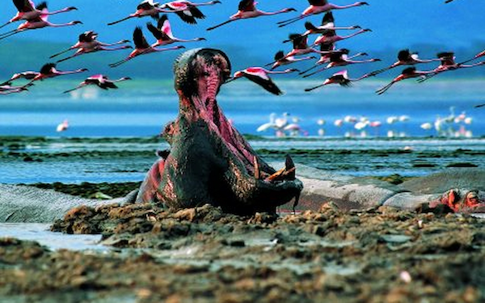  Lake Nakuru National Park — photo 3