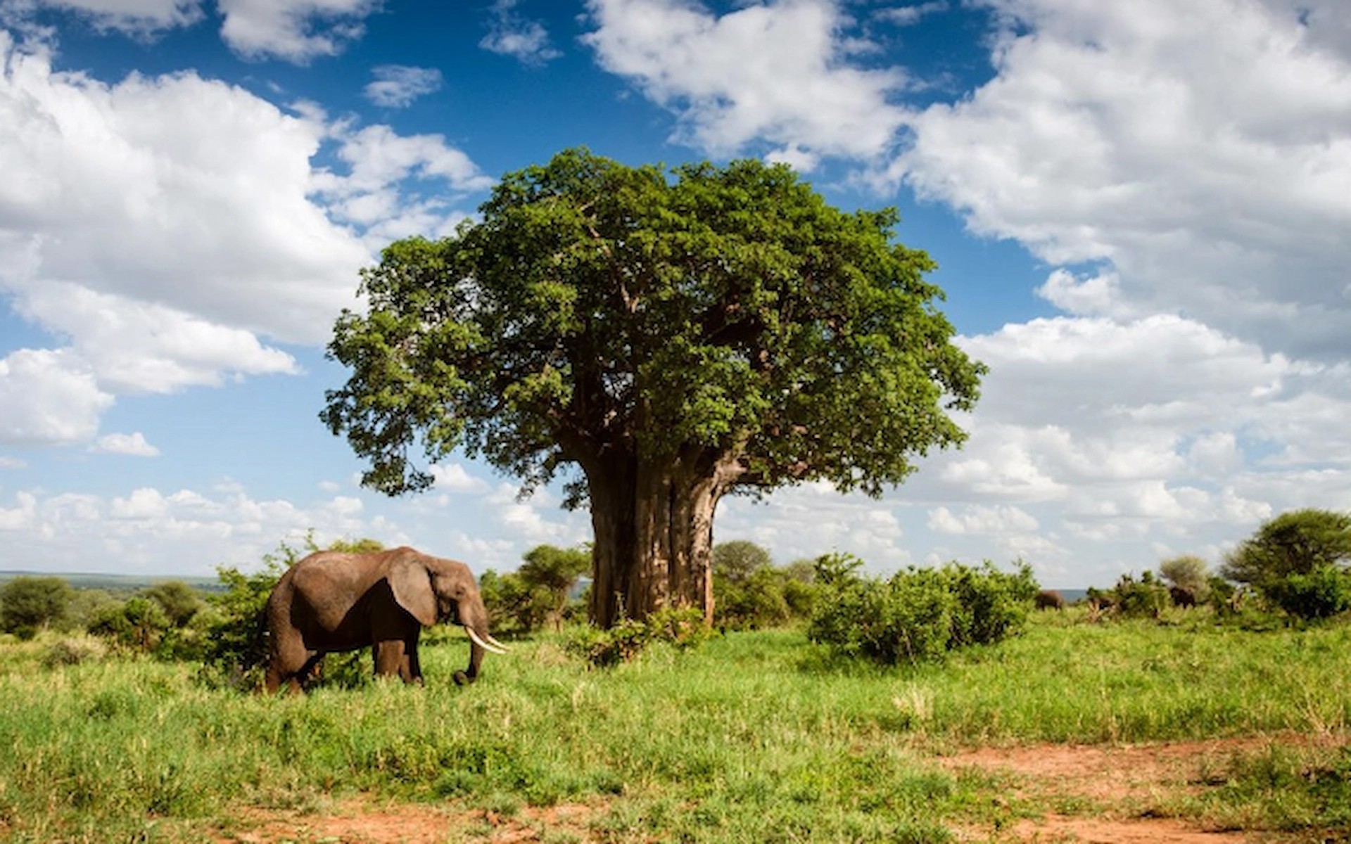 Tarangire National Park — photo 1