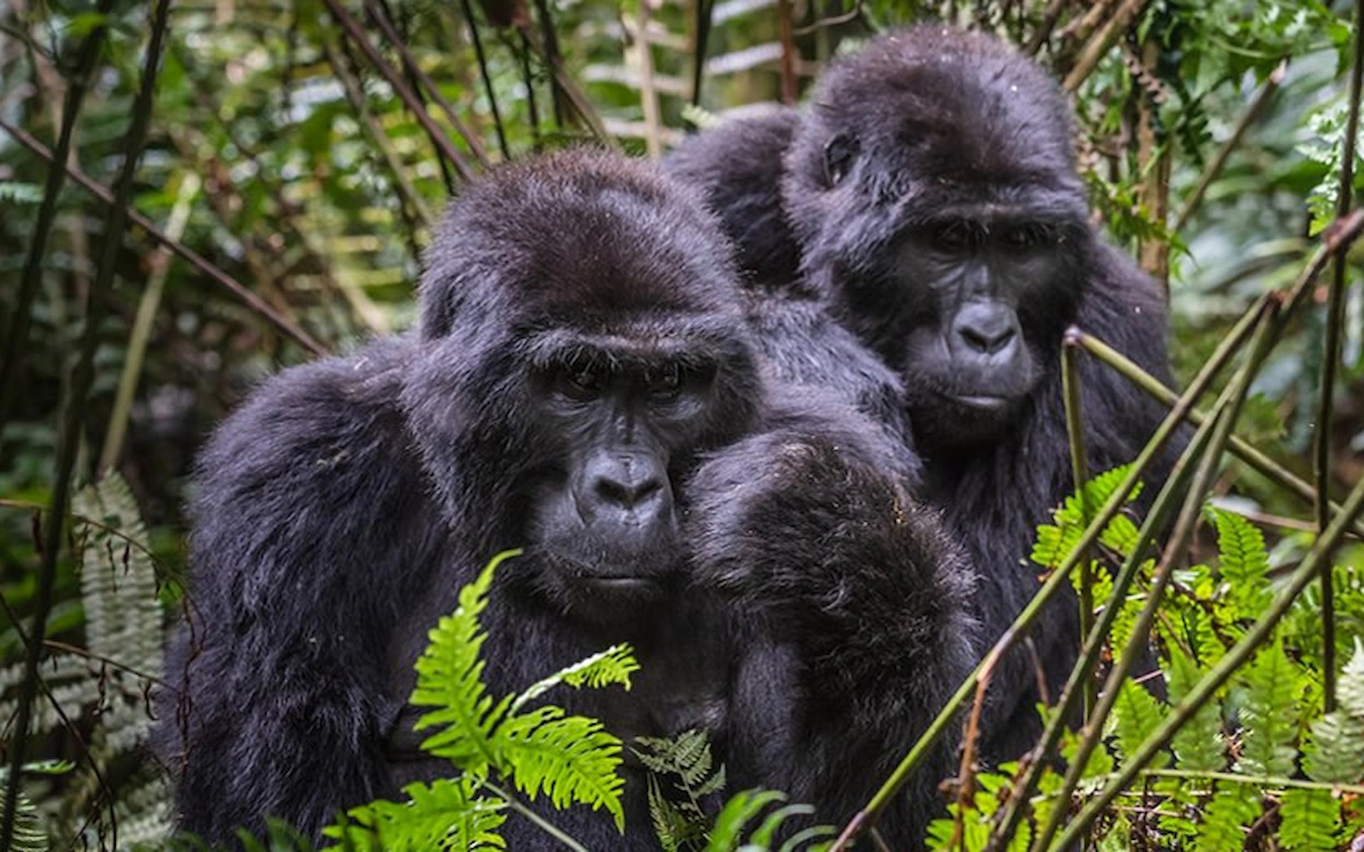 Bwindi Impenetrable National Park — photo 5