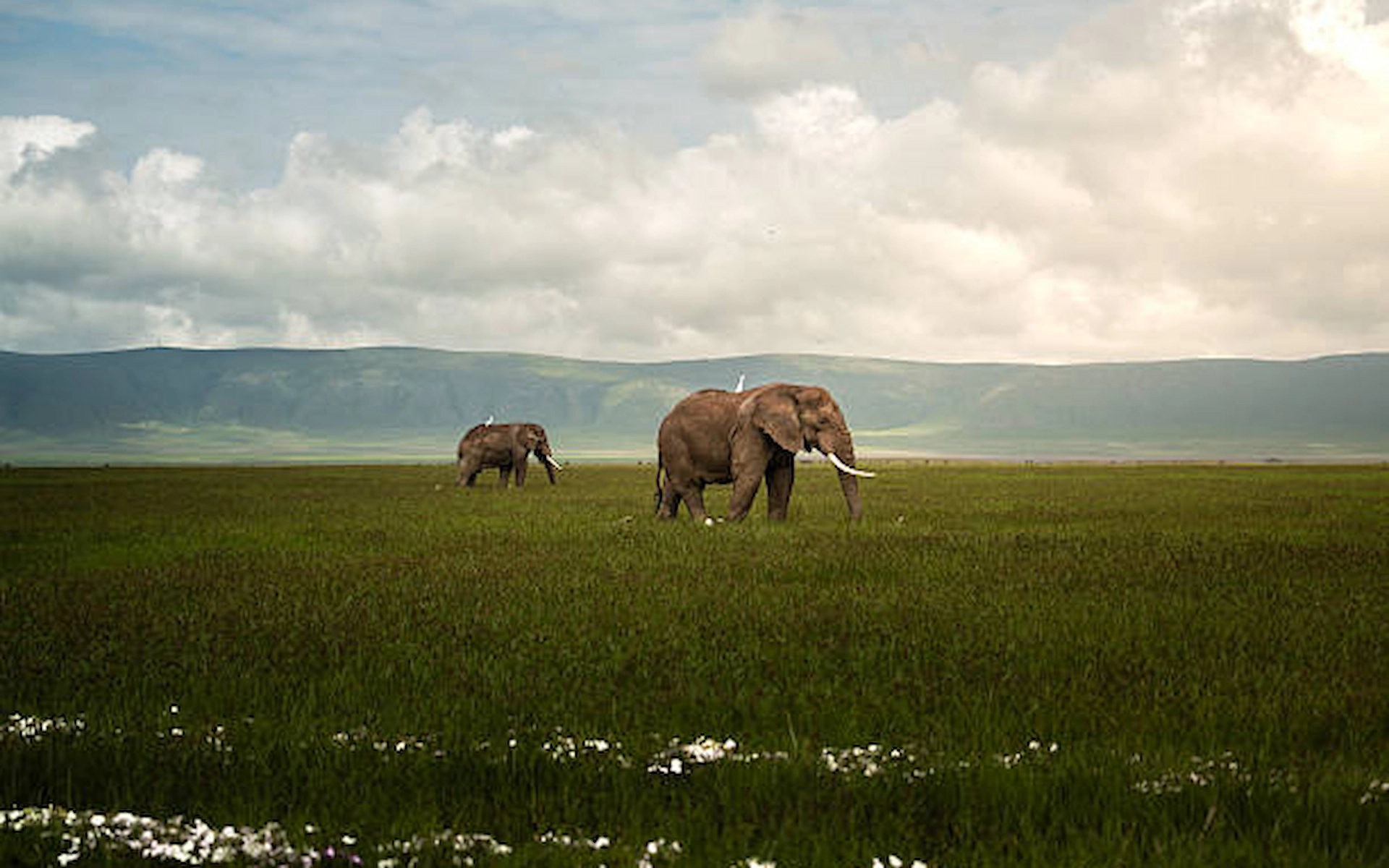 Ngorongoro Conservation Area — photo 7