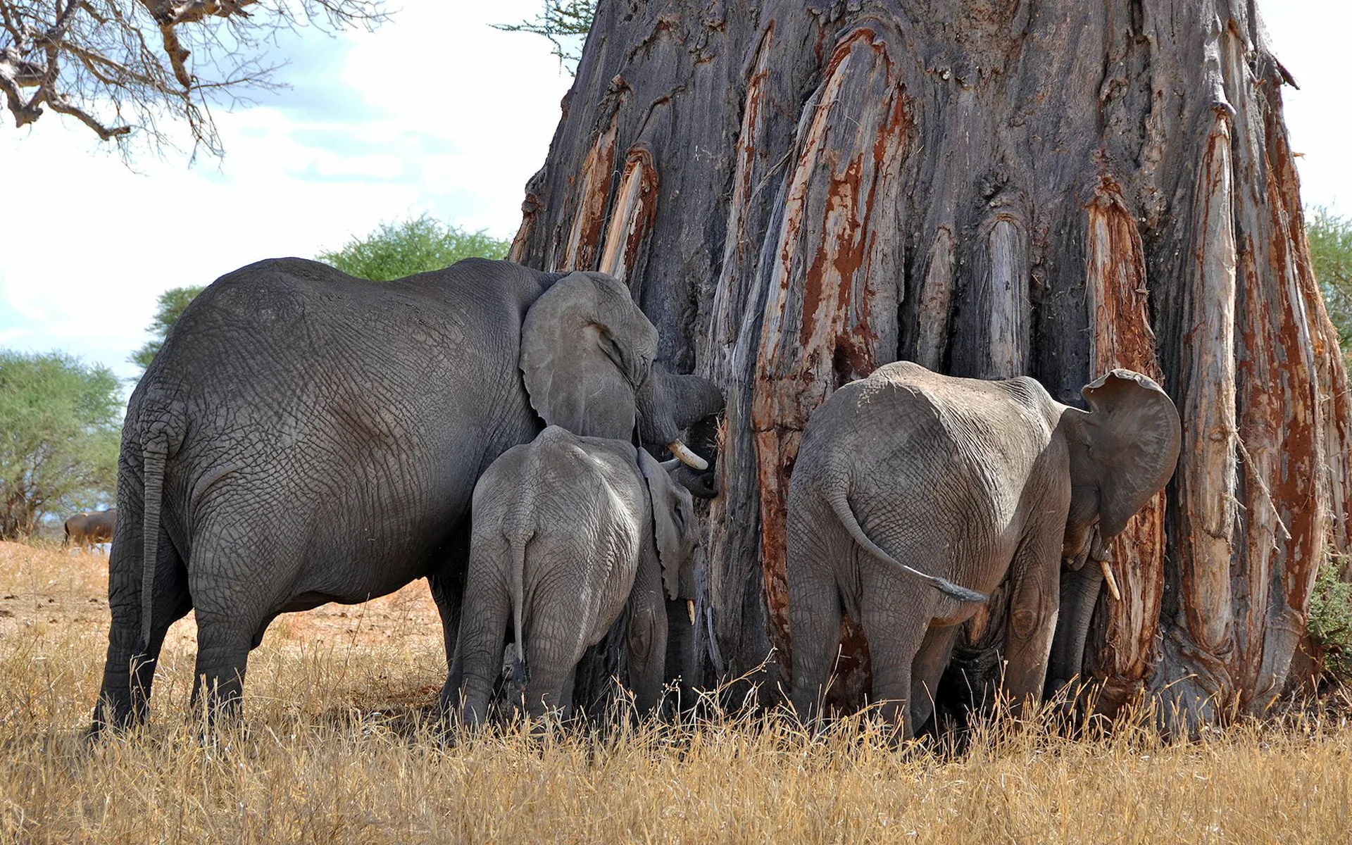 Tarangire National Park — photo 2
