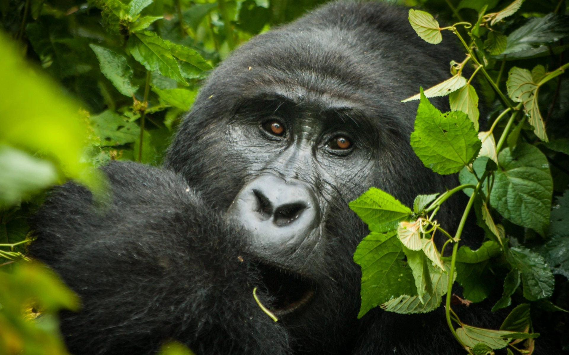 Bwindi Impenetrable National Park — photo 4