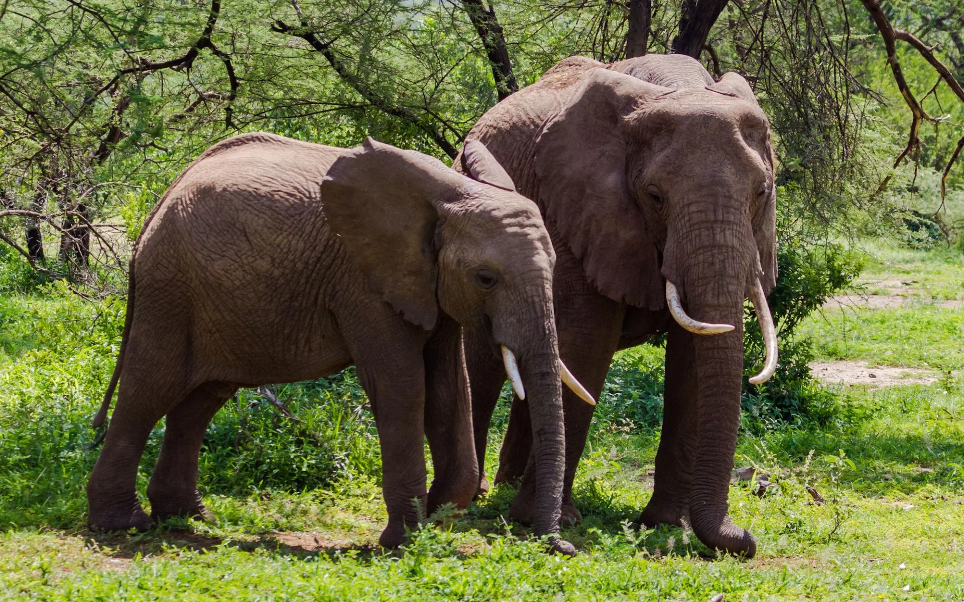Lake Manyara National Park — photo 2