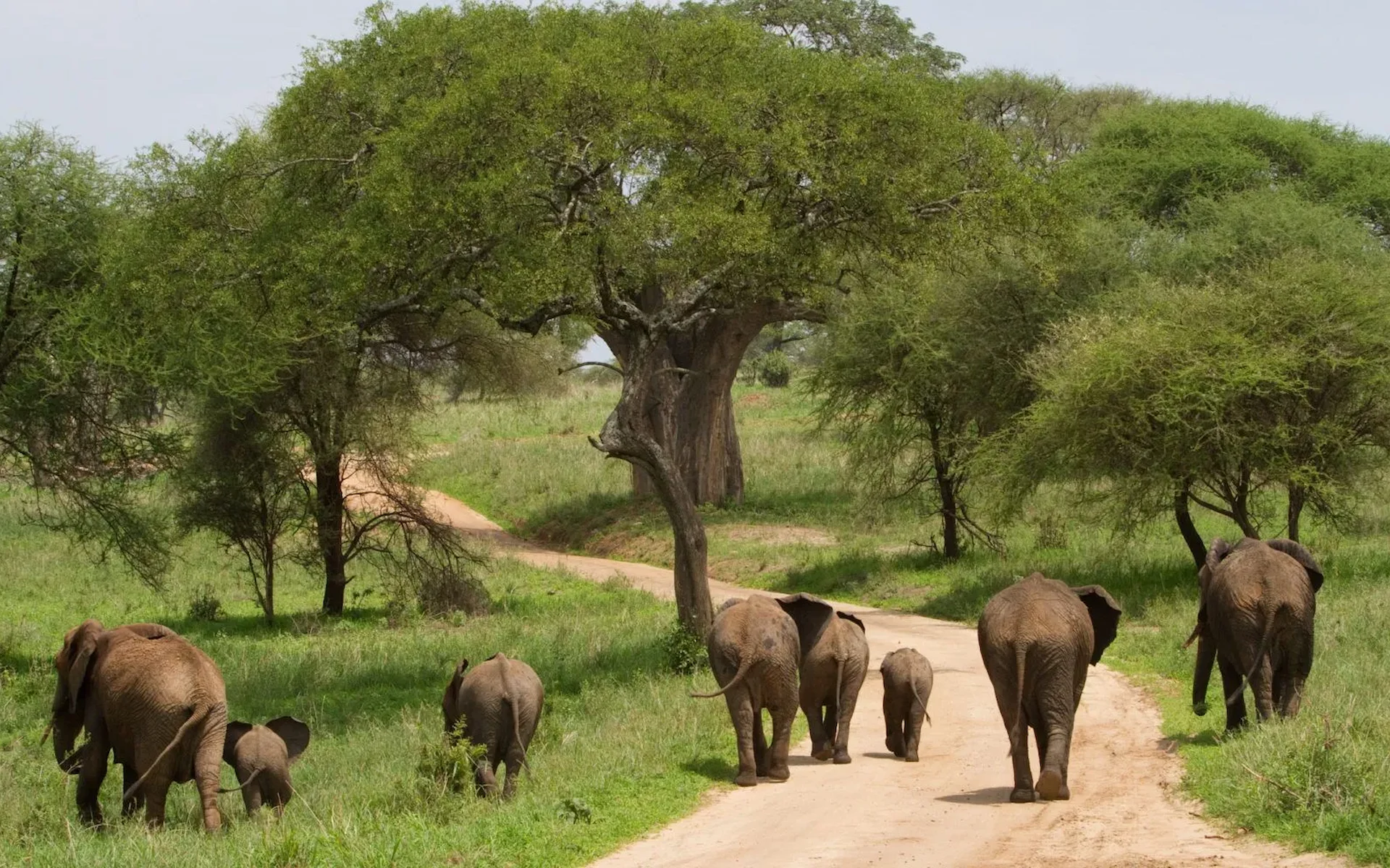 Tarangire National Park — photo 3