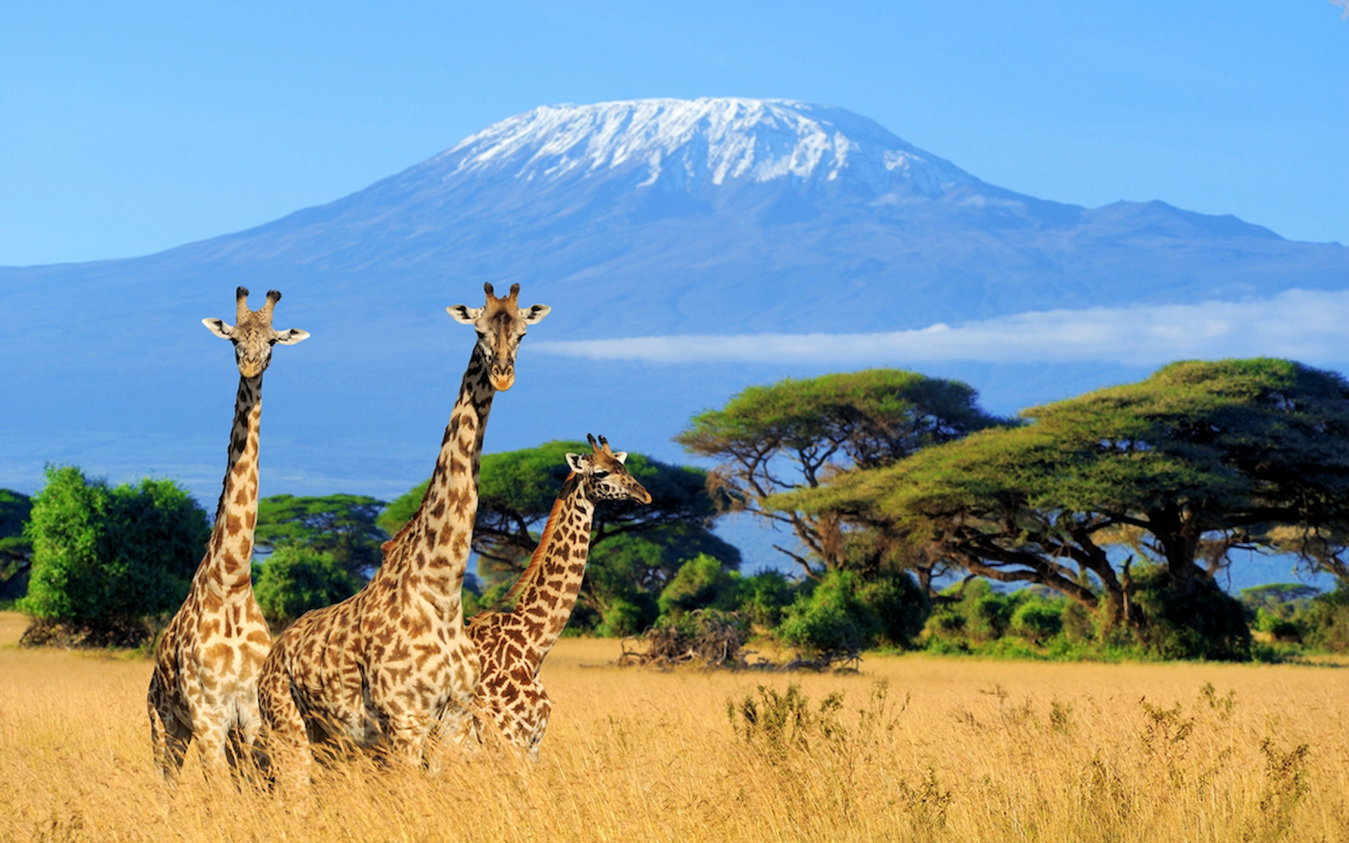 Kilimanjaro National Park — photo 2