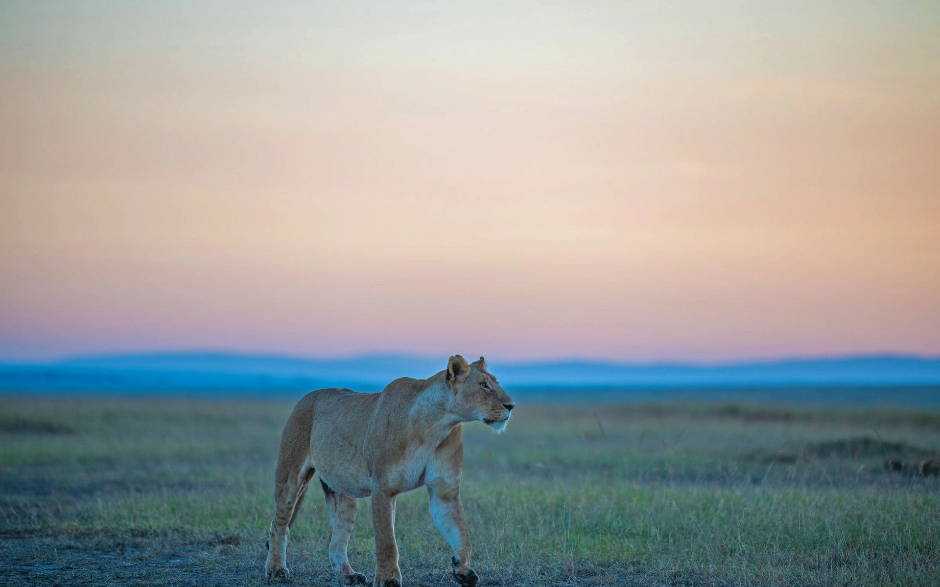 Maasai Mara National Reserve  — photo 4