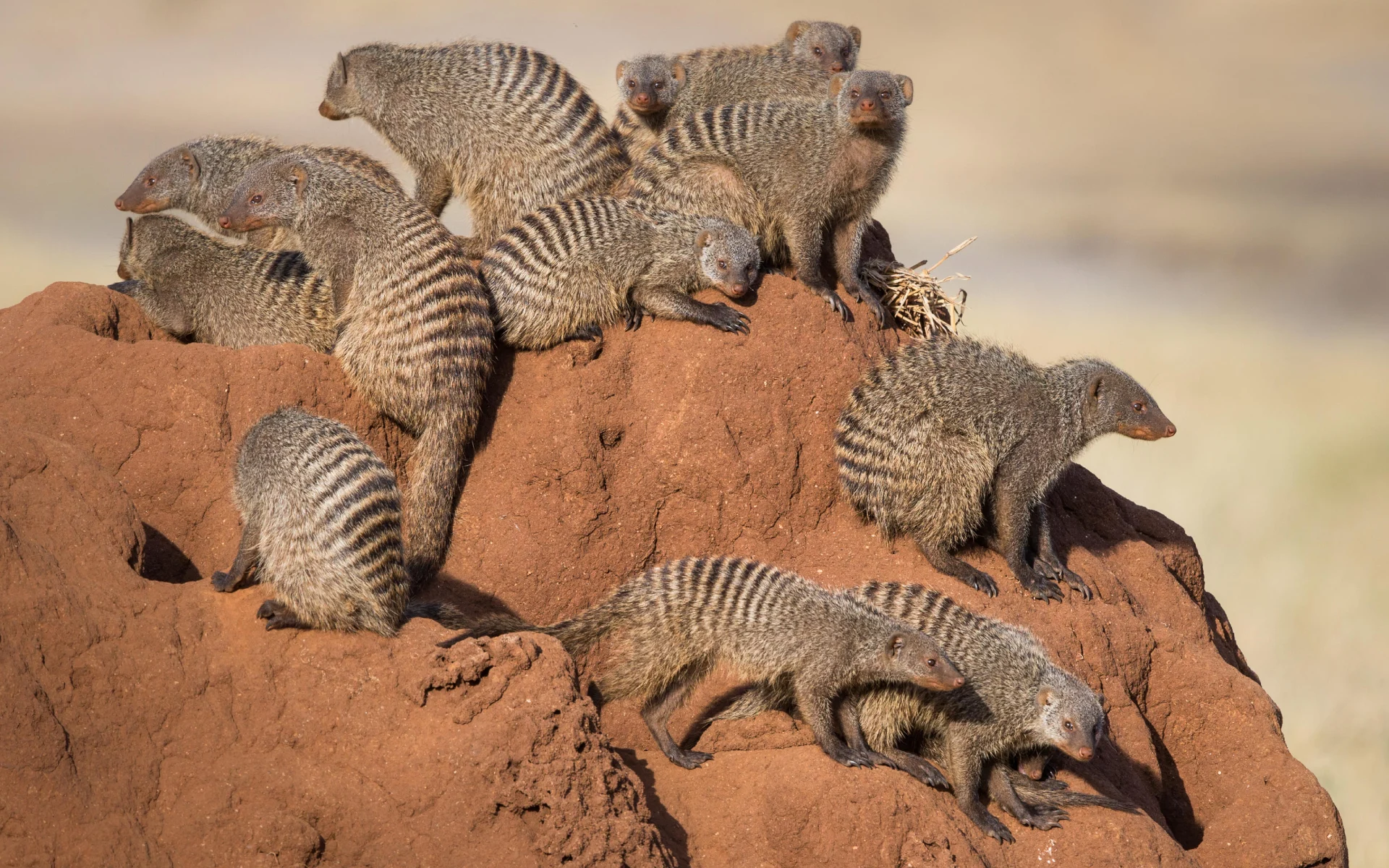 Day Trip to Tarangire National Park from Arusha