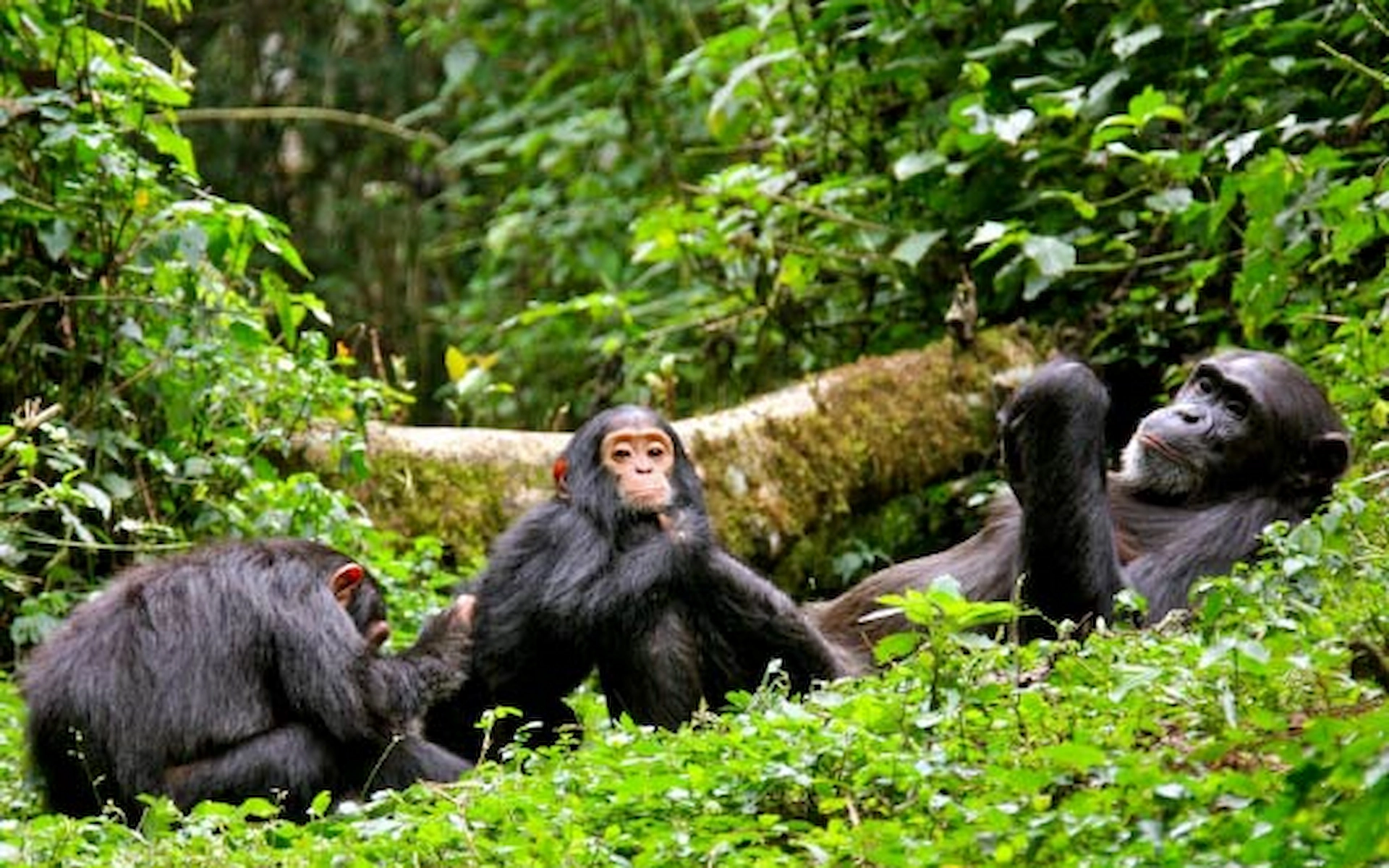 Transfer to Kibale Forest National Park