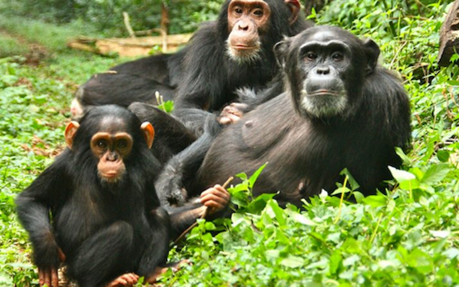 10-Days Uganda Gorilla Trekking & Tanzania Safari Adventure 