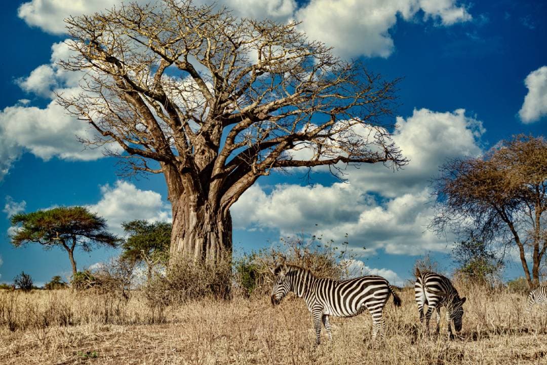 Start from Arusha to Tarangire National Park