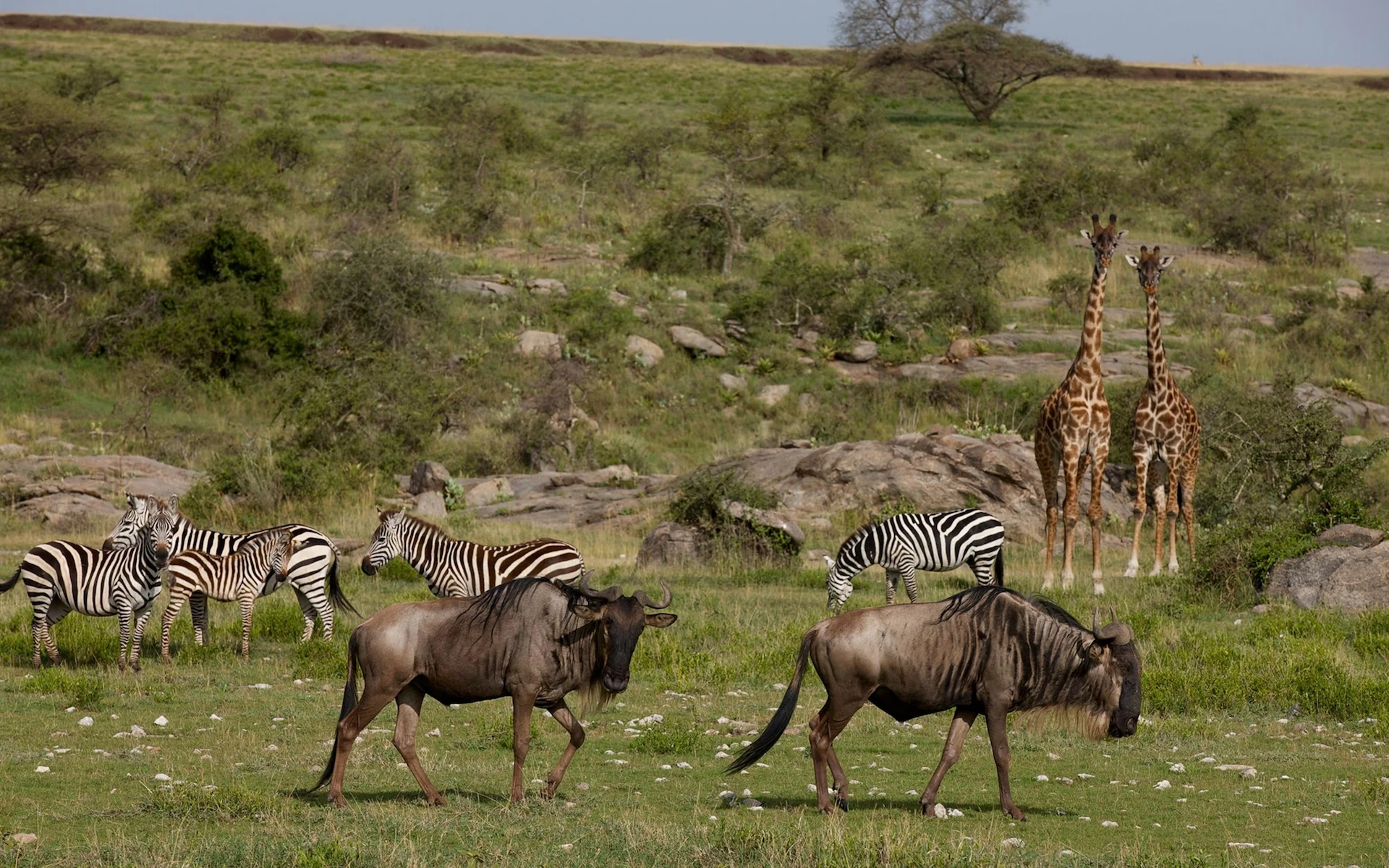Serengeti National Park to Ngorongoro Crater