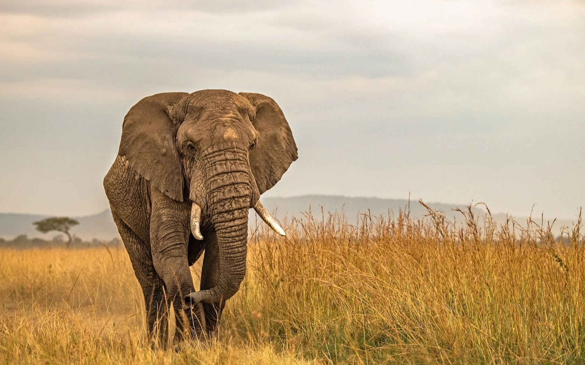 Journey to the Legendary Masai Mara National Reserve