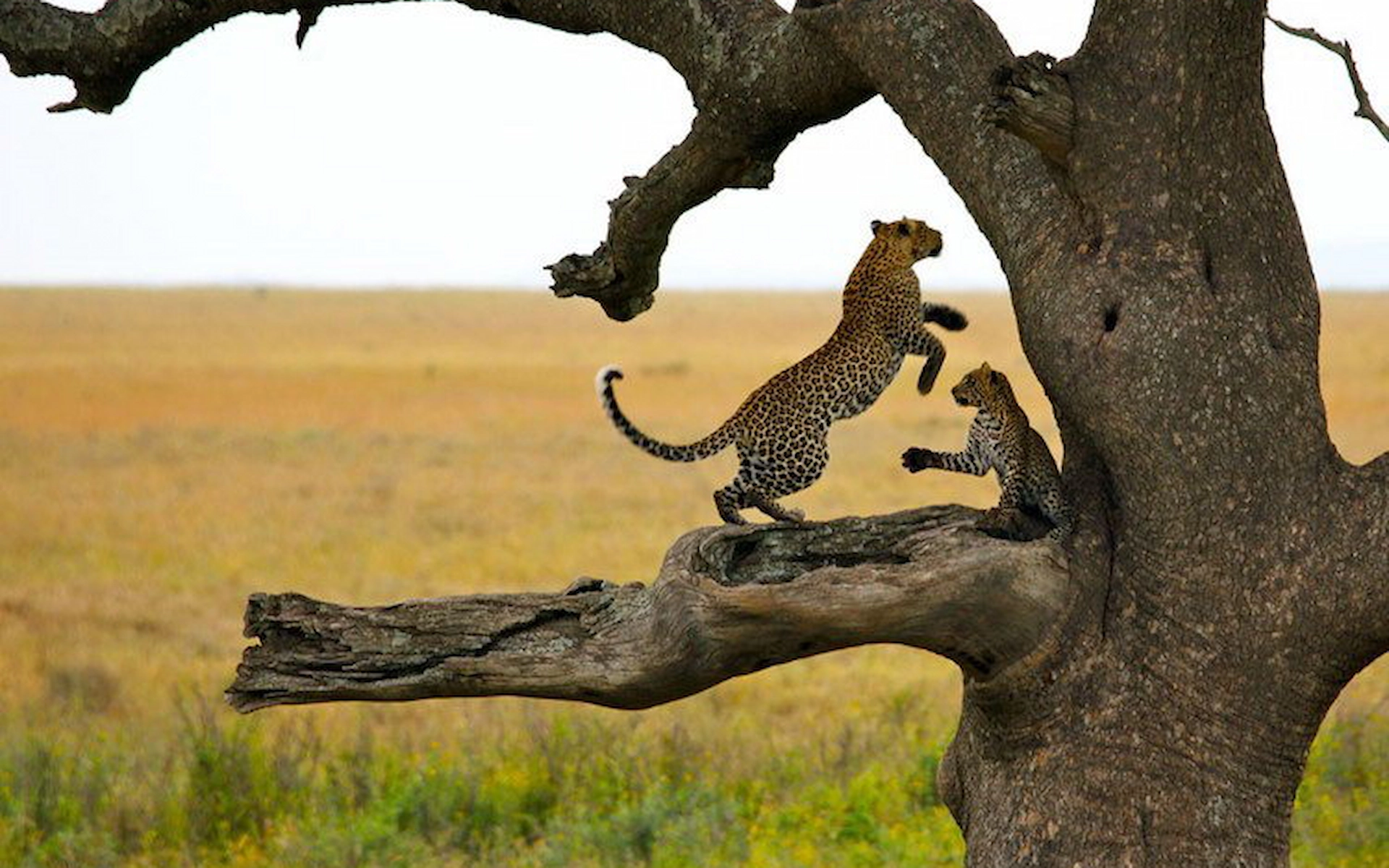 Karatu to Serengeti National Park