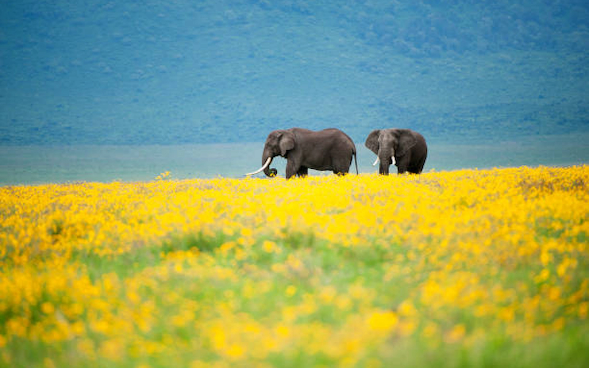 Ngorongoro Crater Game Drive – Return to Arusha