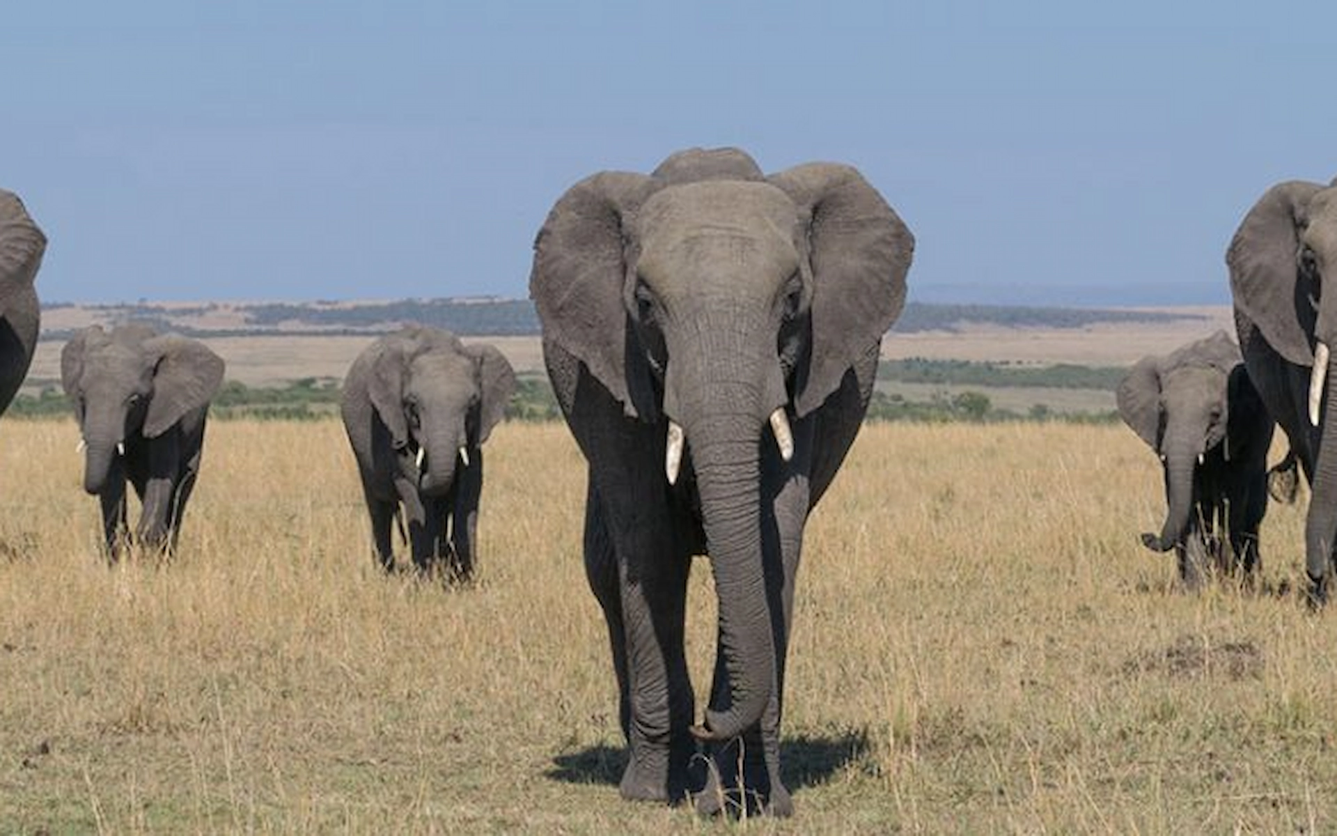 Masai Mara National Reserve