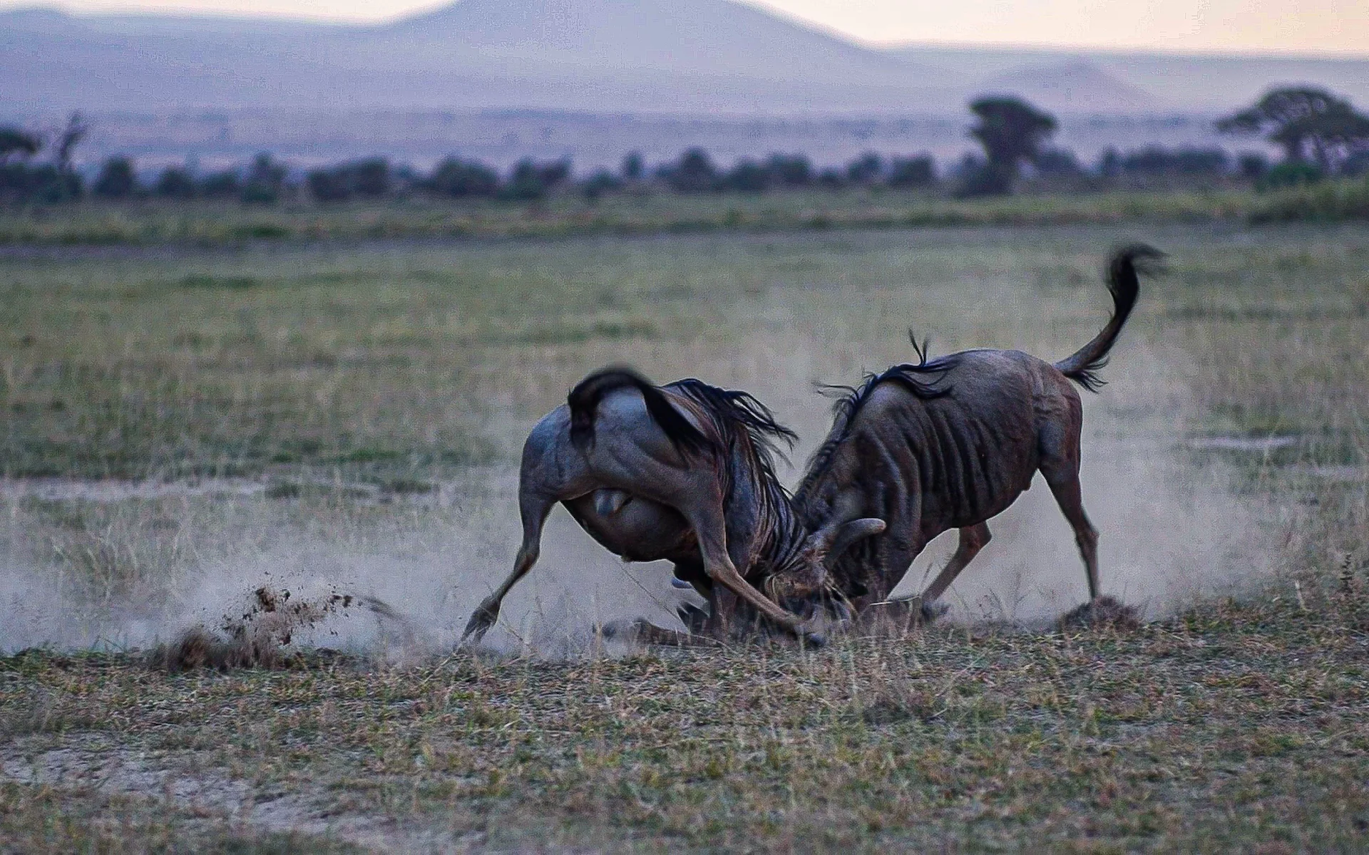 7-Days Amboseli, Serengeti & Ngorongoro Midrange Safari