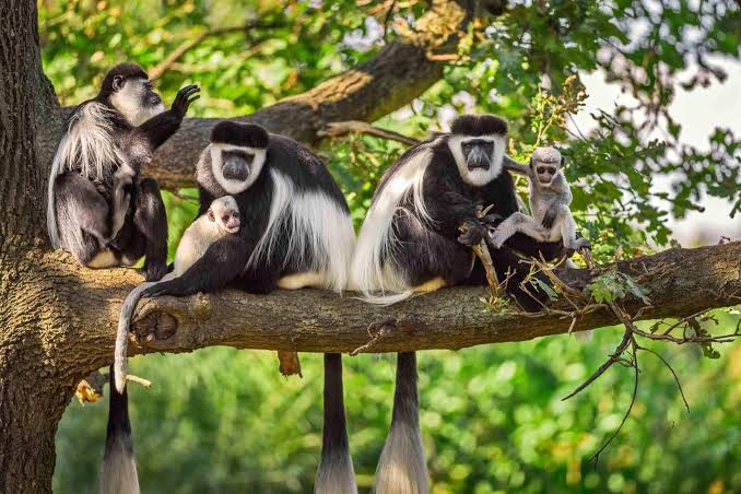 7-Days Tanzania Safari Serengeti Wildbeest Migration Exploration