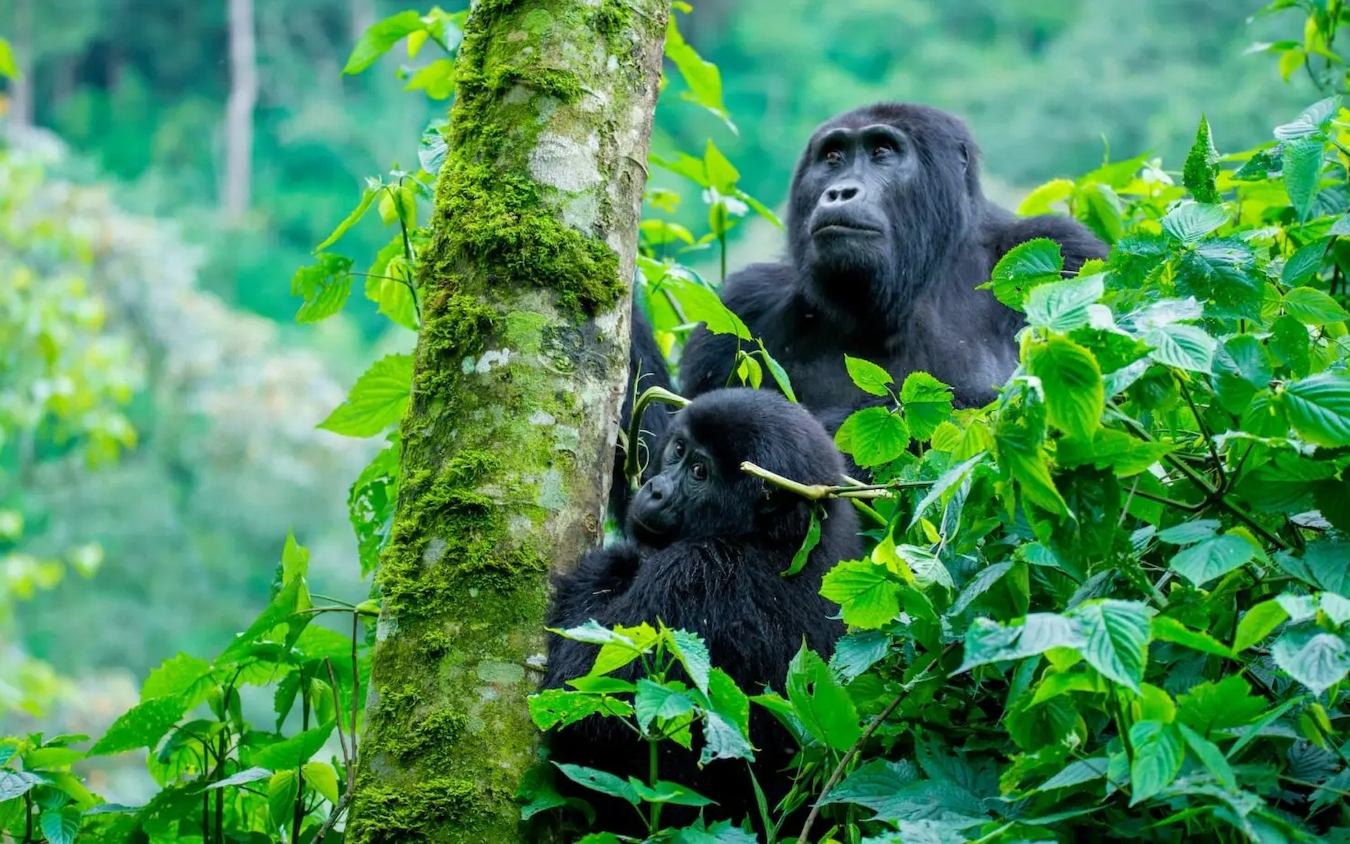 Gorilla trekking day- Bwindi impenetrable national park.