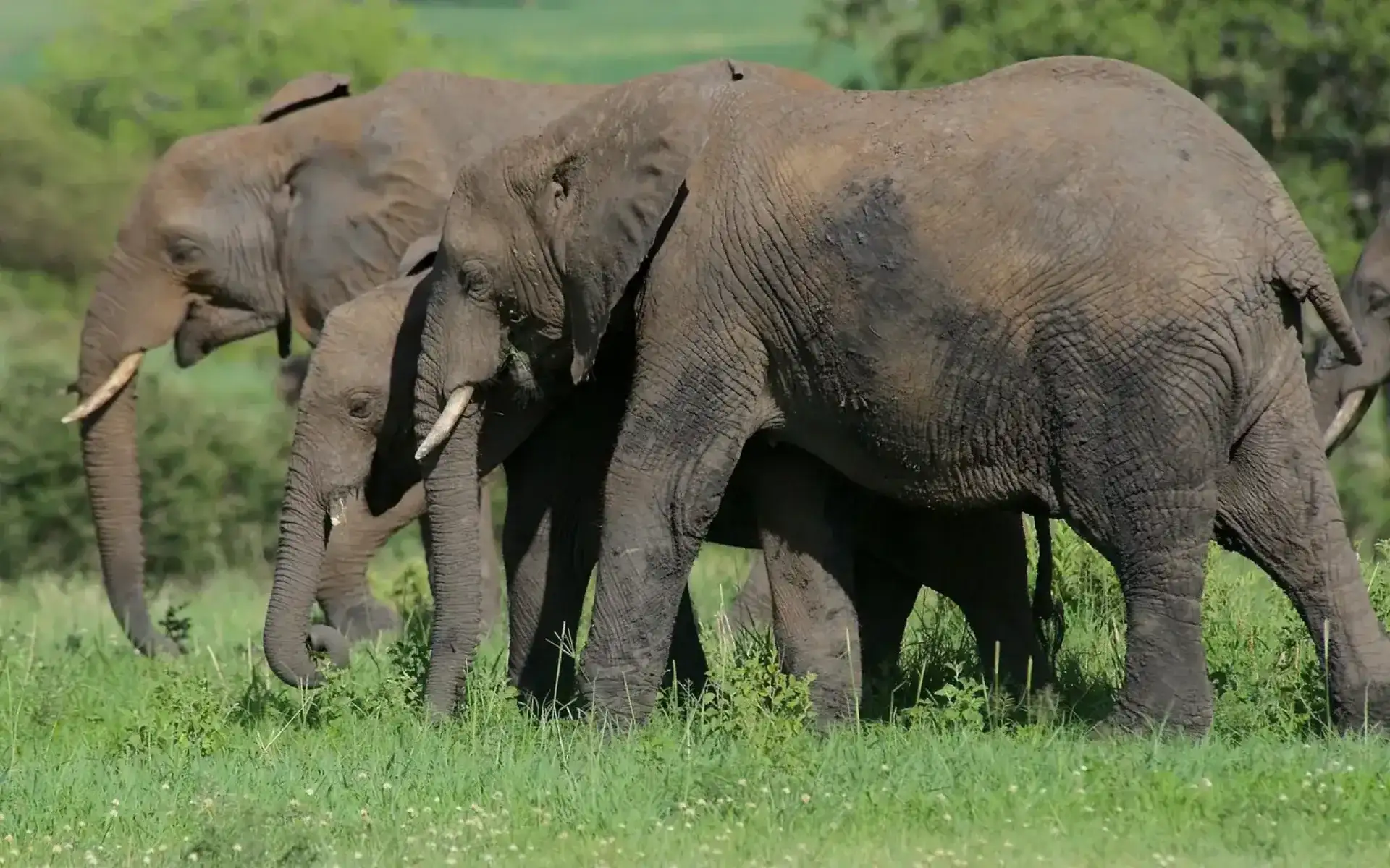 Arusha to Tarangire National Park