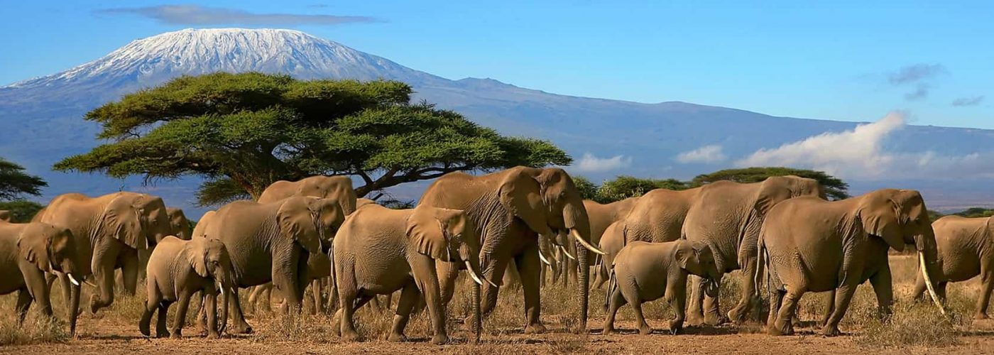 10-days Mt. Kilimanjaro & Safari Adventure