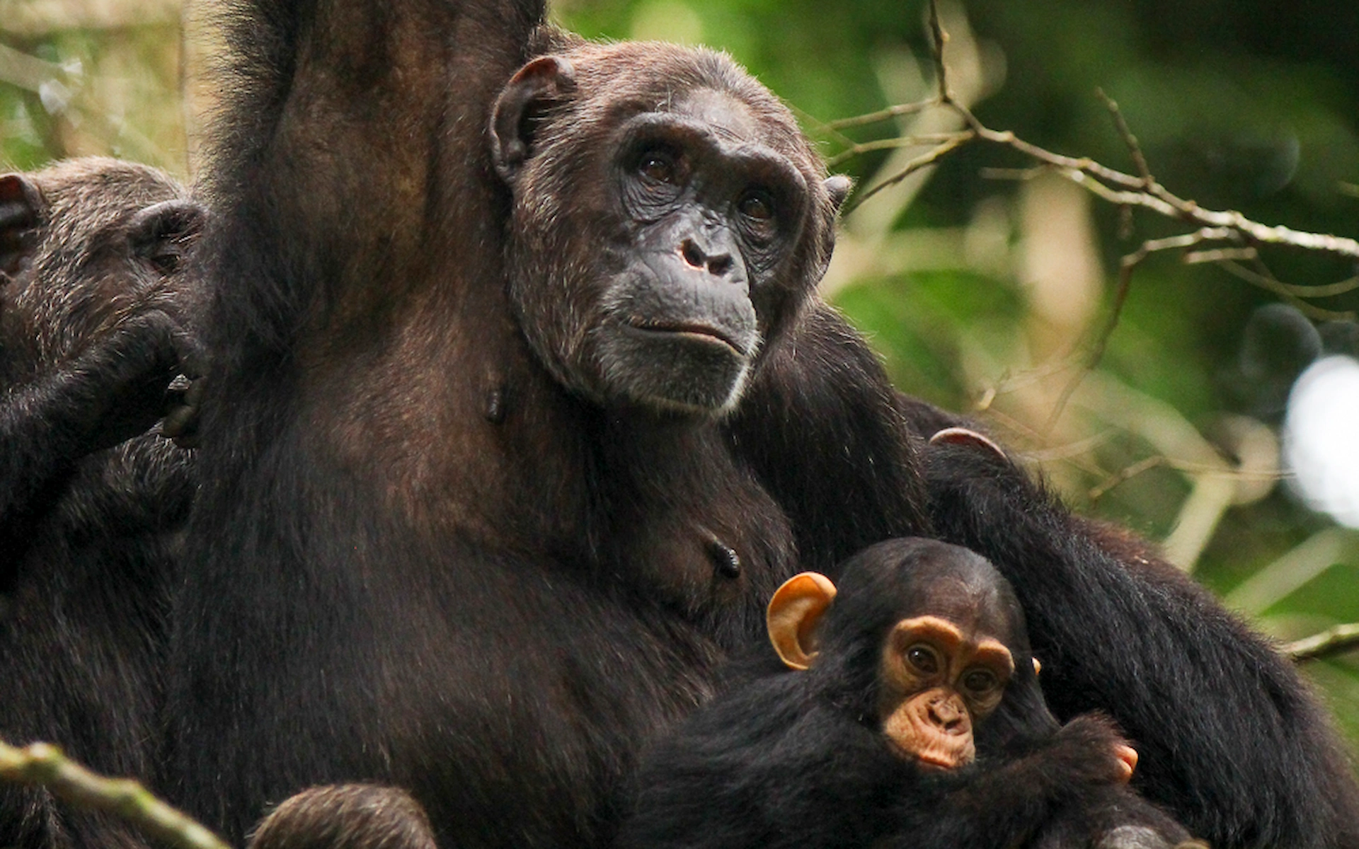 Chimpanzee Trekking and Transfer to Bwindi Impenetrable National Park