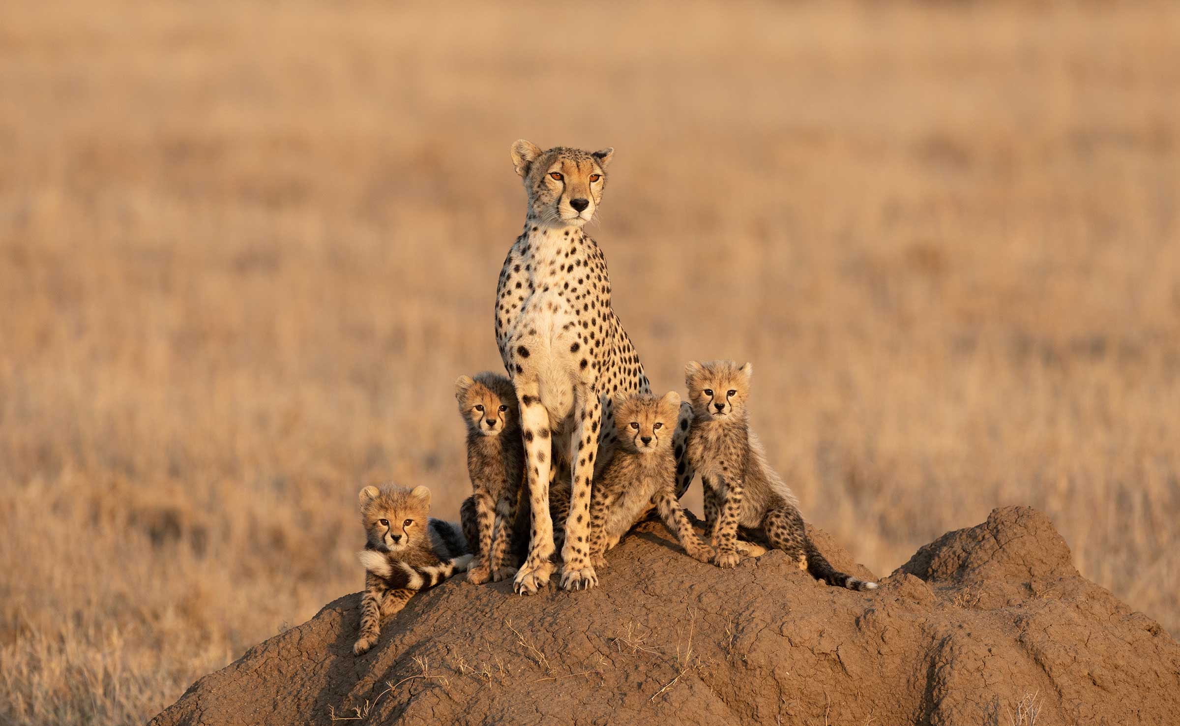 10-Days Luxury Ultimate Wildlife  Safari & Zanzibar Beach