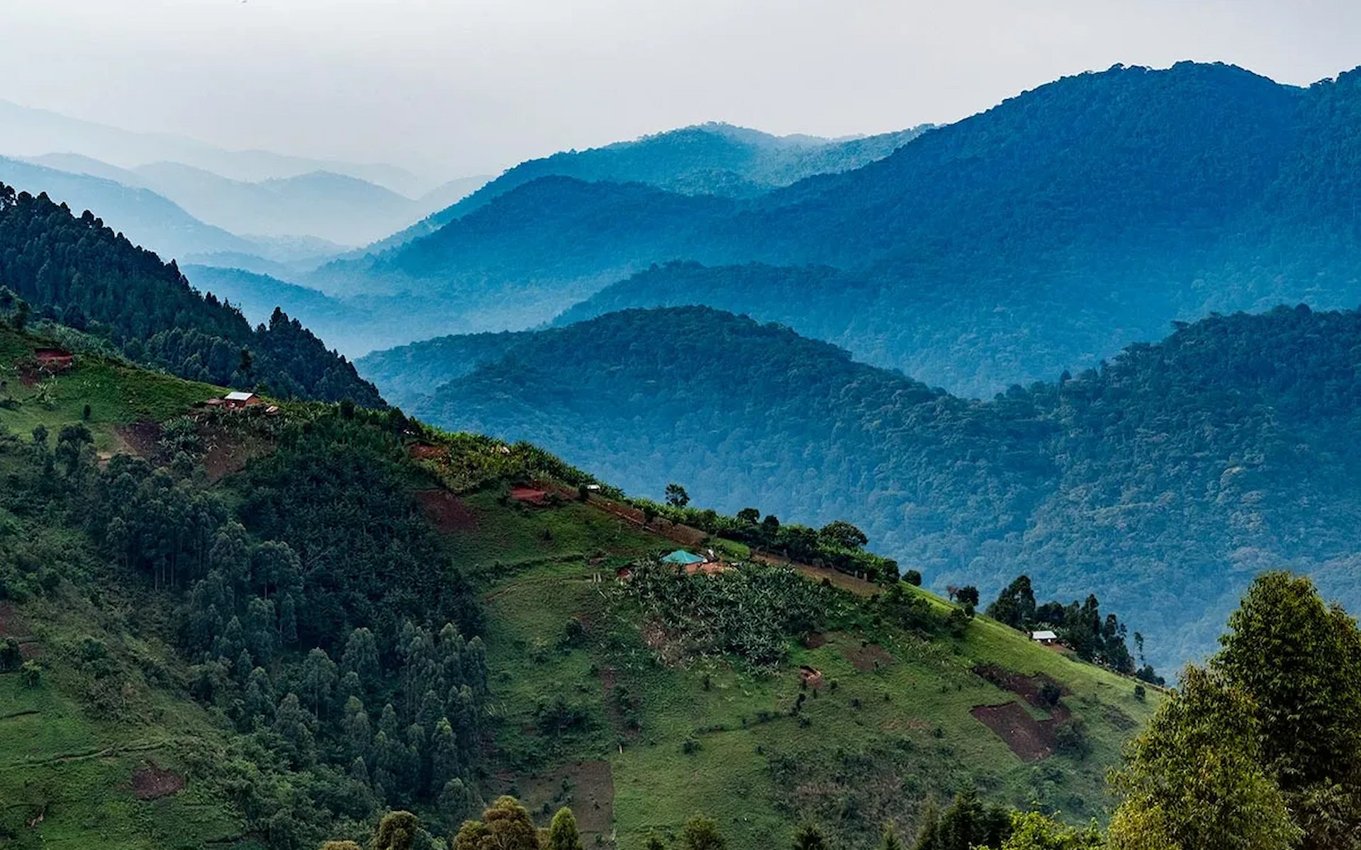 Explore Bwindi's Biodiversity & Visit a Local Community