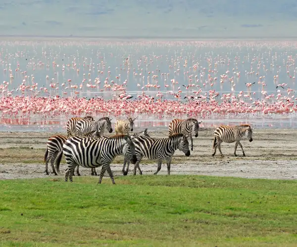 Ngorongoro Crater Return to Arusha or Kilimanjaro Airport