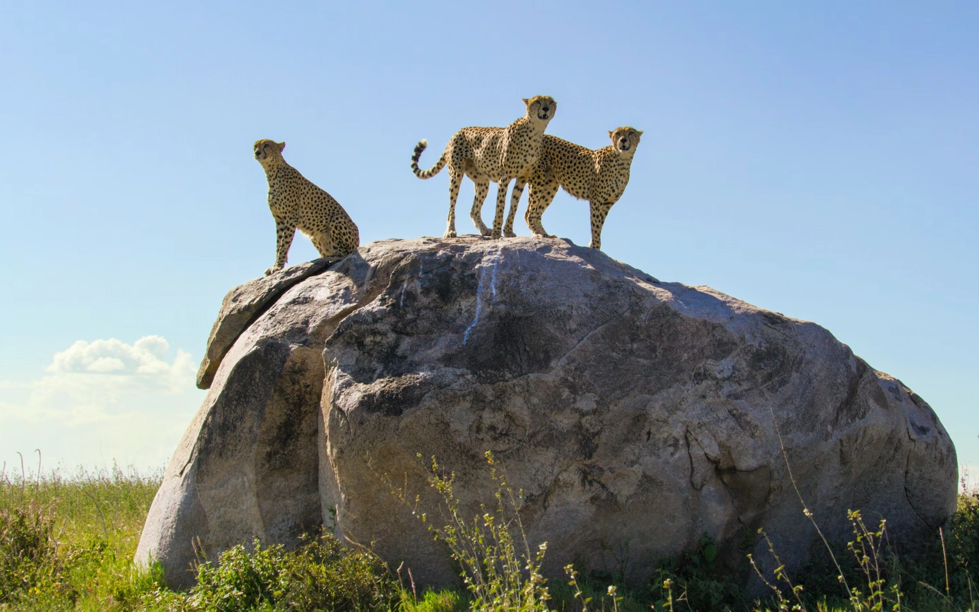 Full-Day Serengeti Game Drive