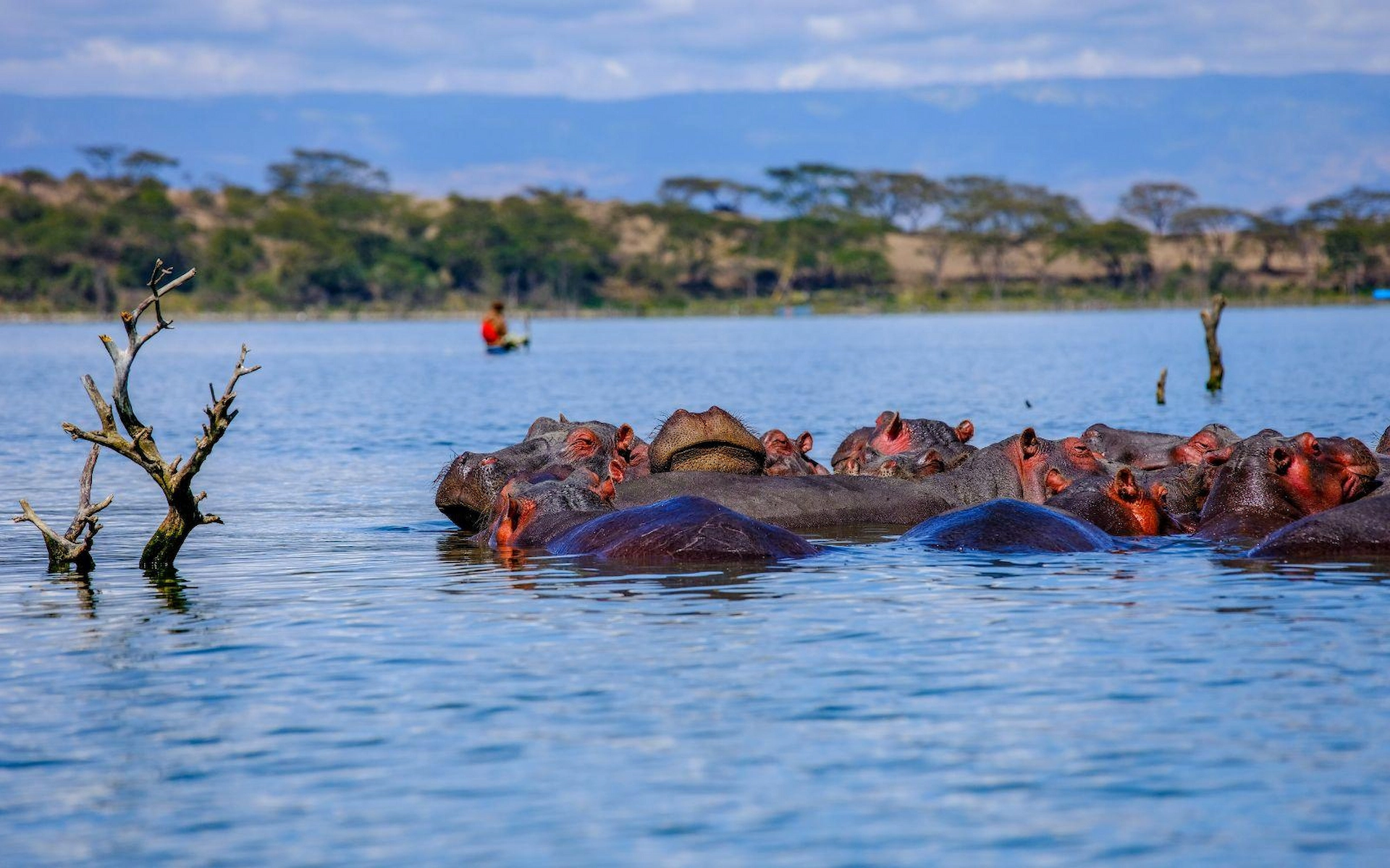 Into the Wild-Lake Naivasha Walking Safari and Boat Adventure