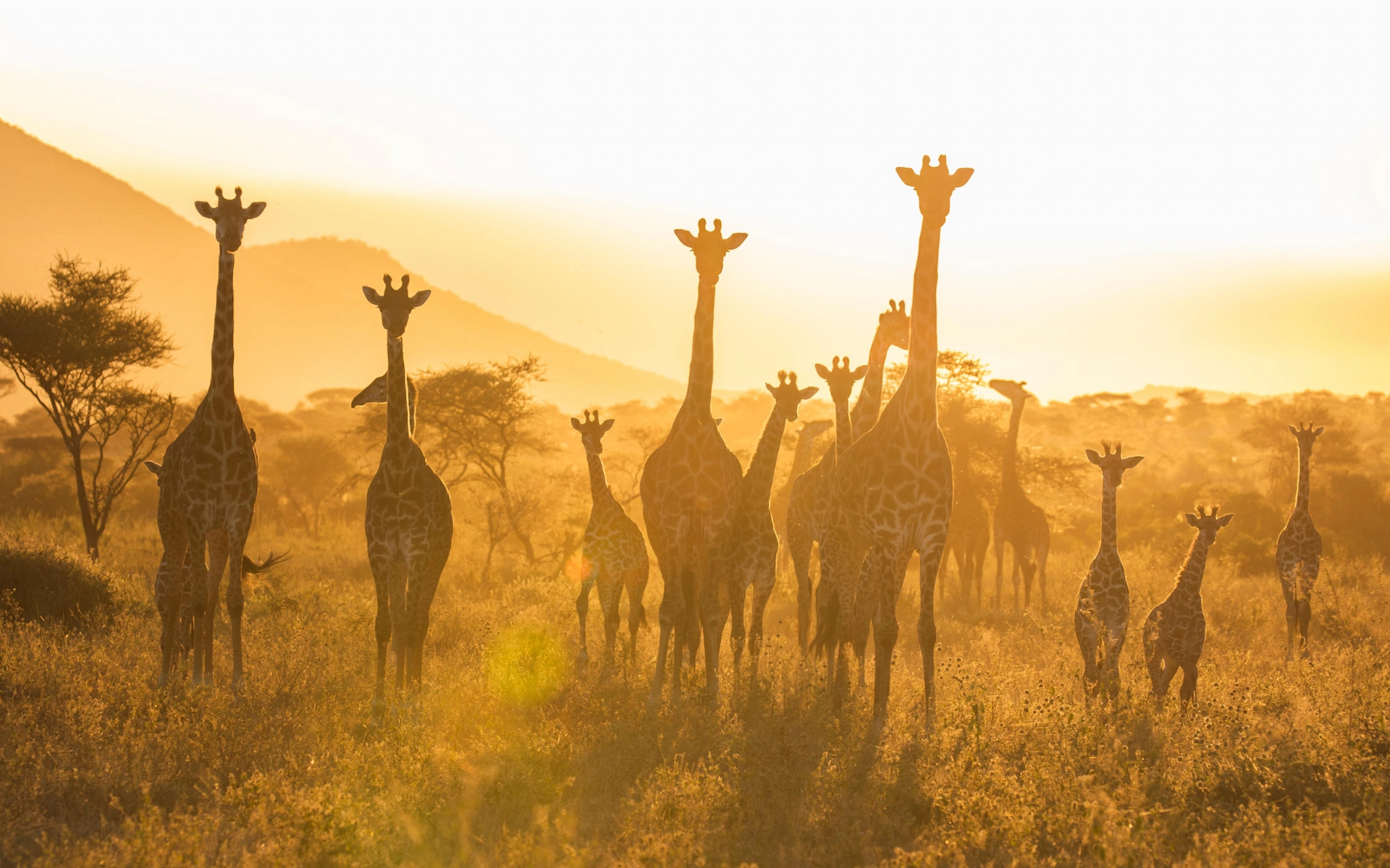 Serengeti national park to Uganda