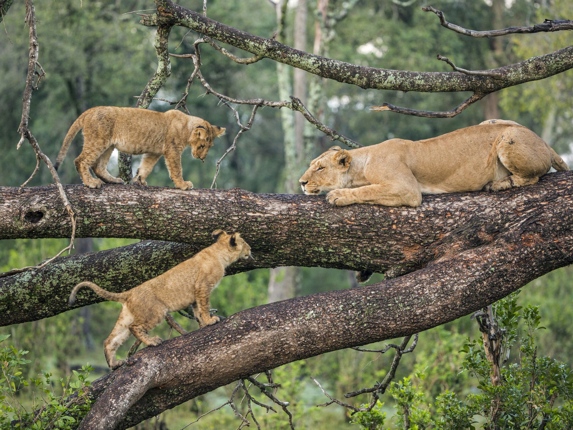Safari in Lake Manyara National Park