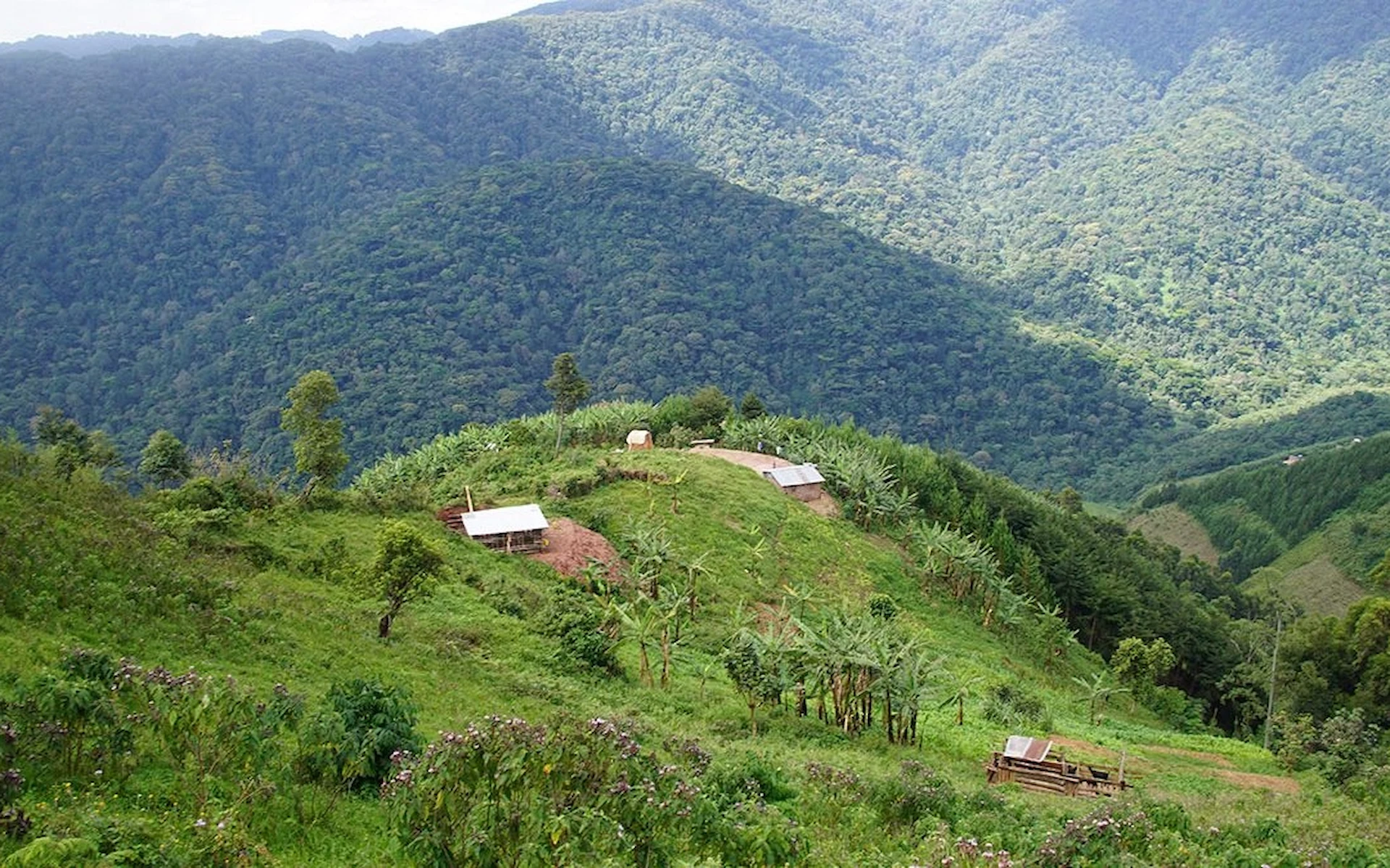 Transfer to Bwindi impenetrable national park. 