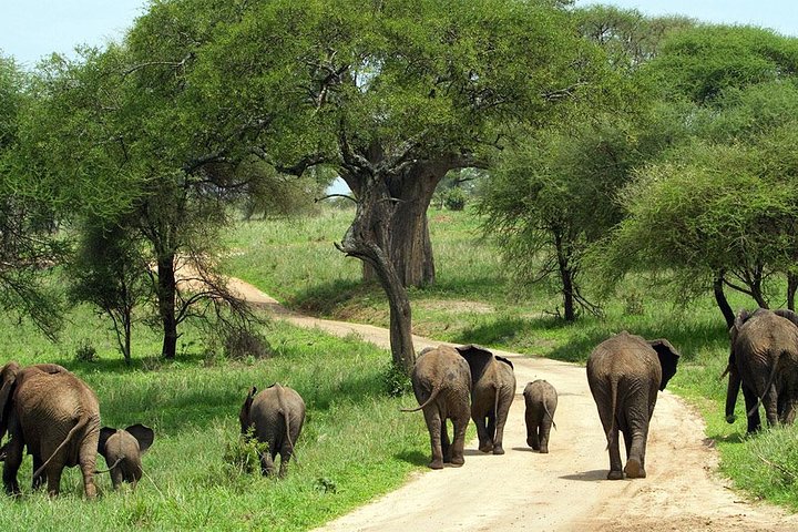 Arusha to Tarangire National Park